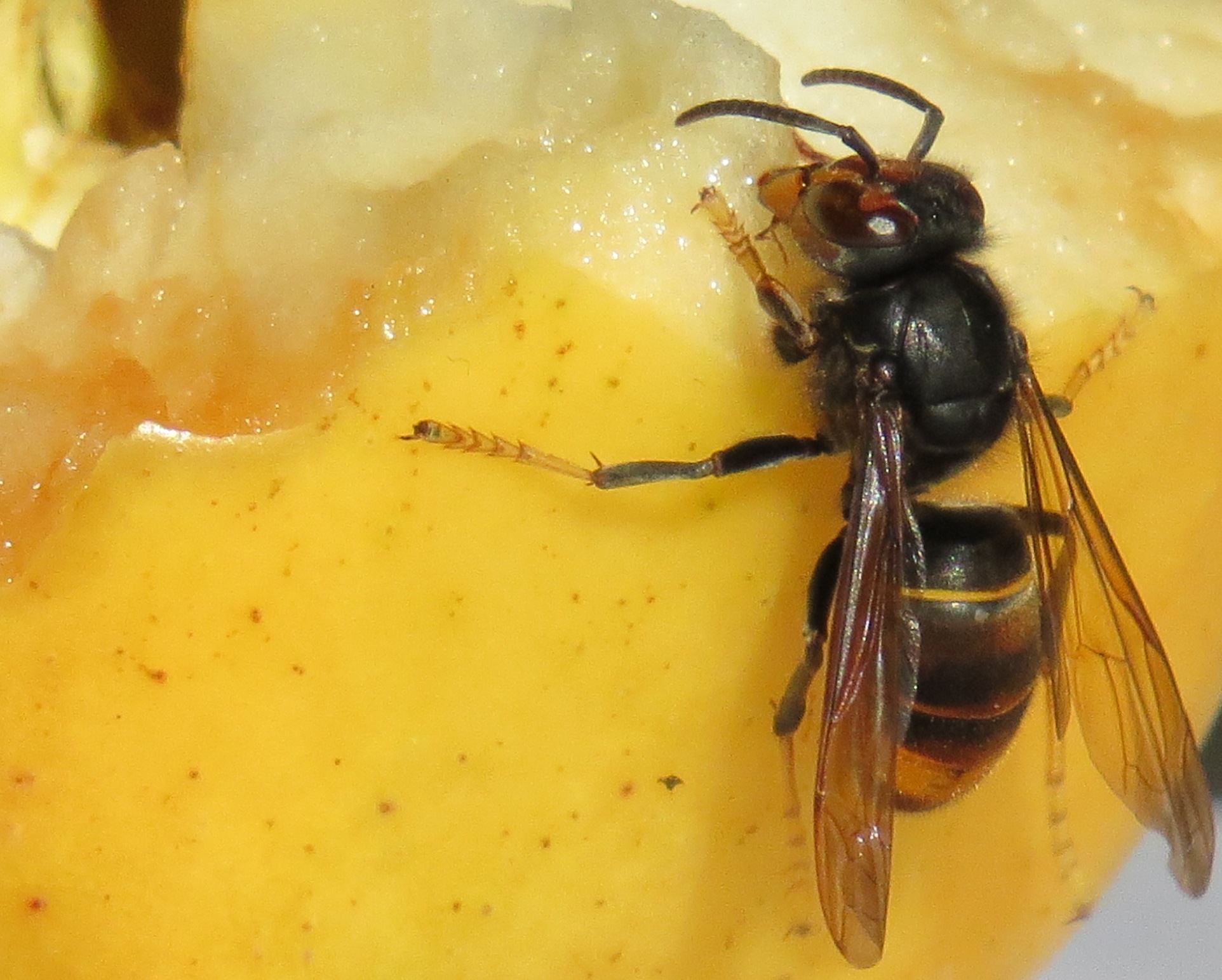 vespa crabro