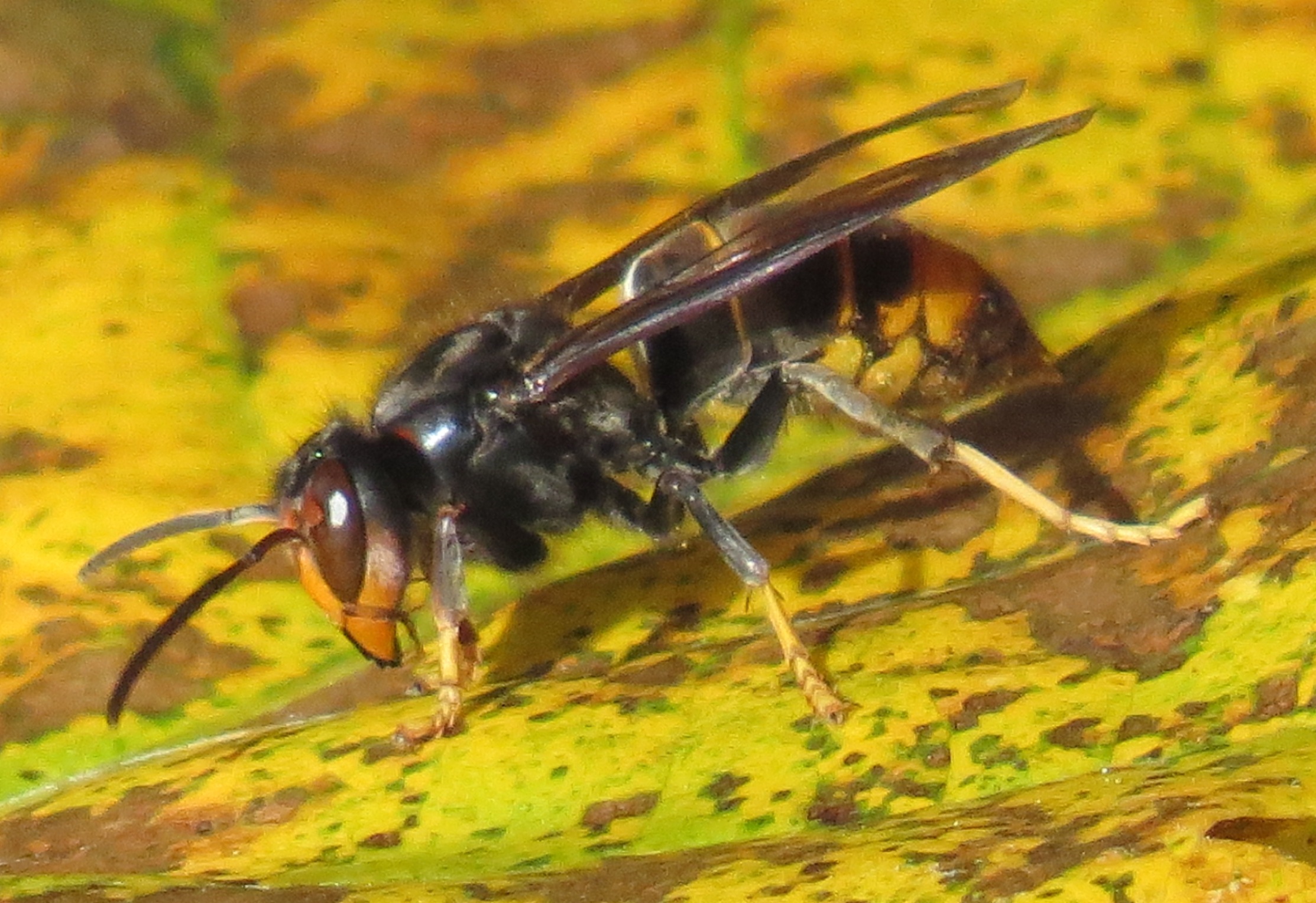 frelon-allemagne