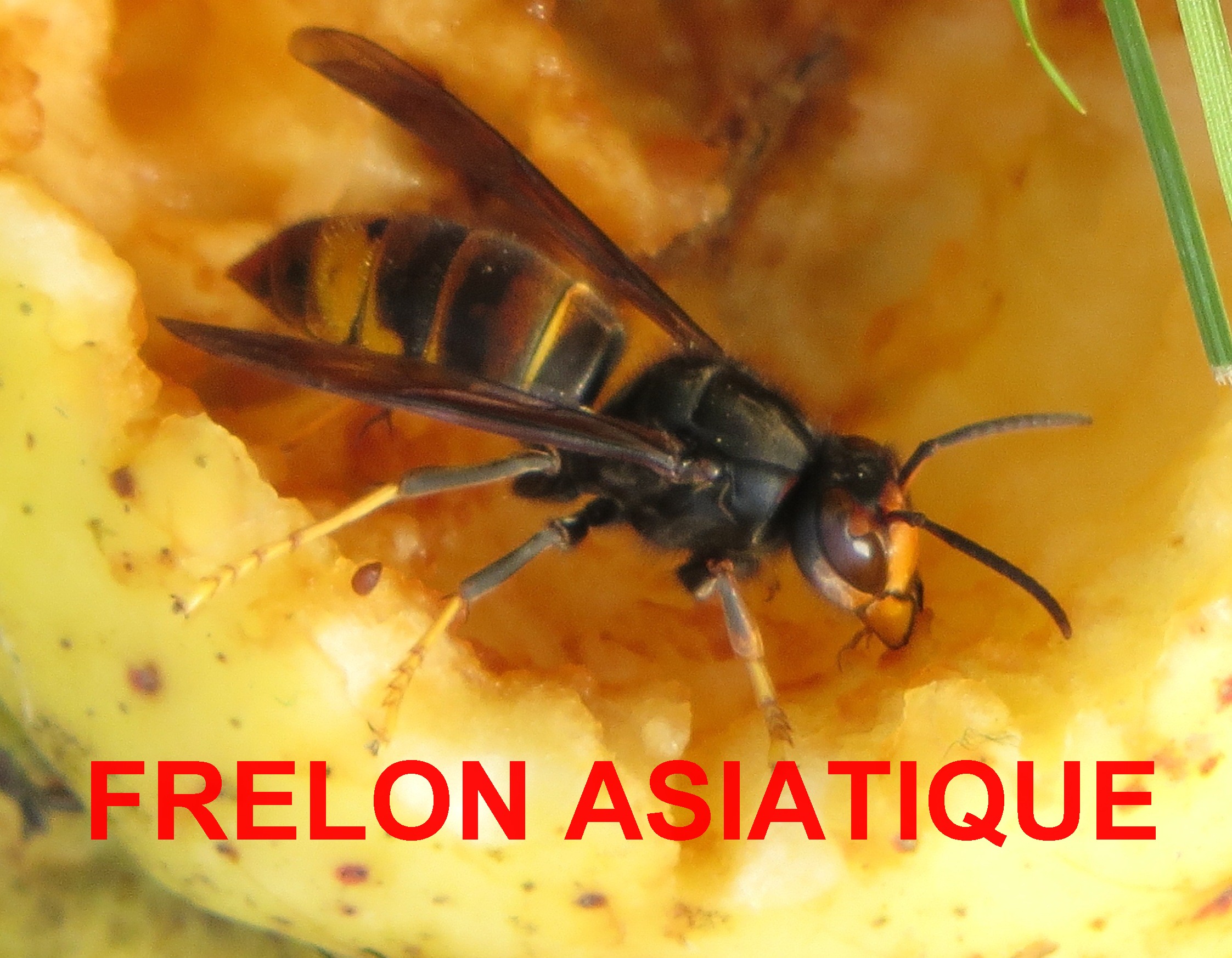 un-frelon-sur-une-pomme