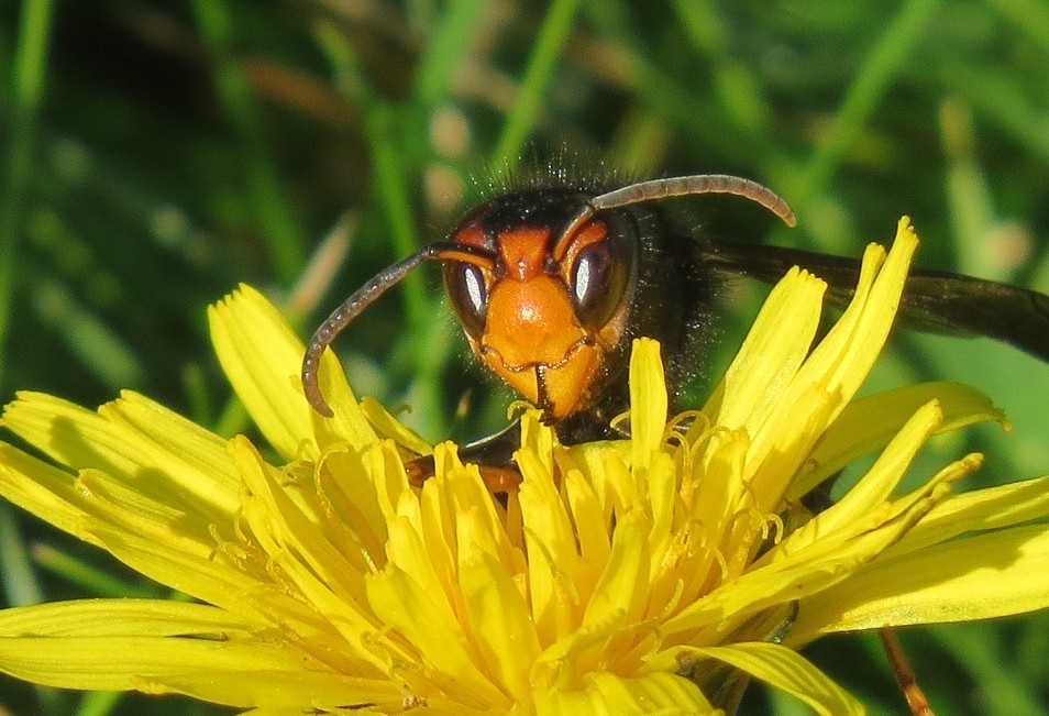 frelon sur une fleur de pissenlit