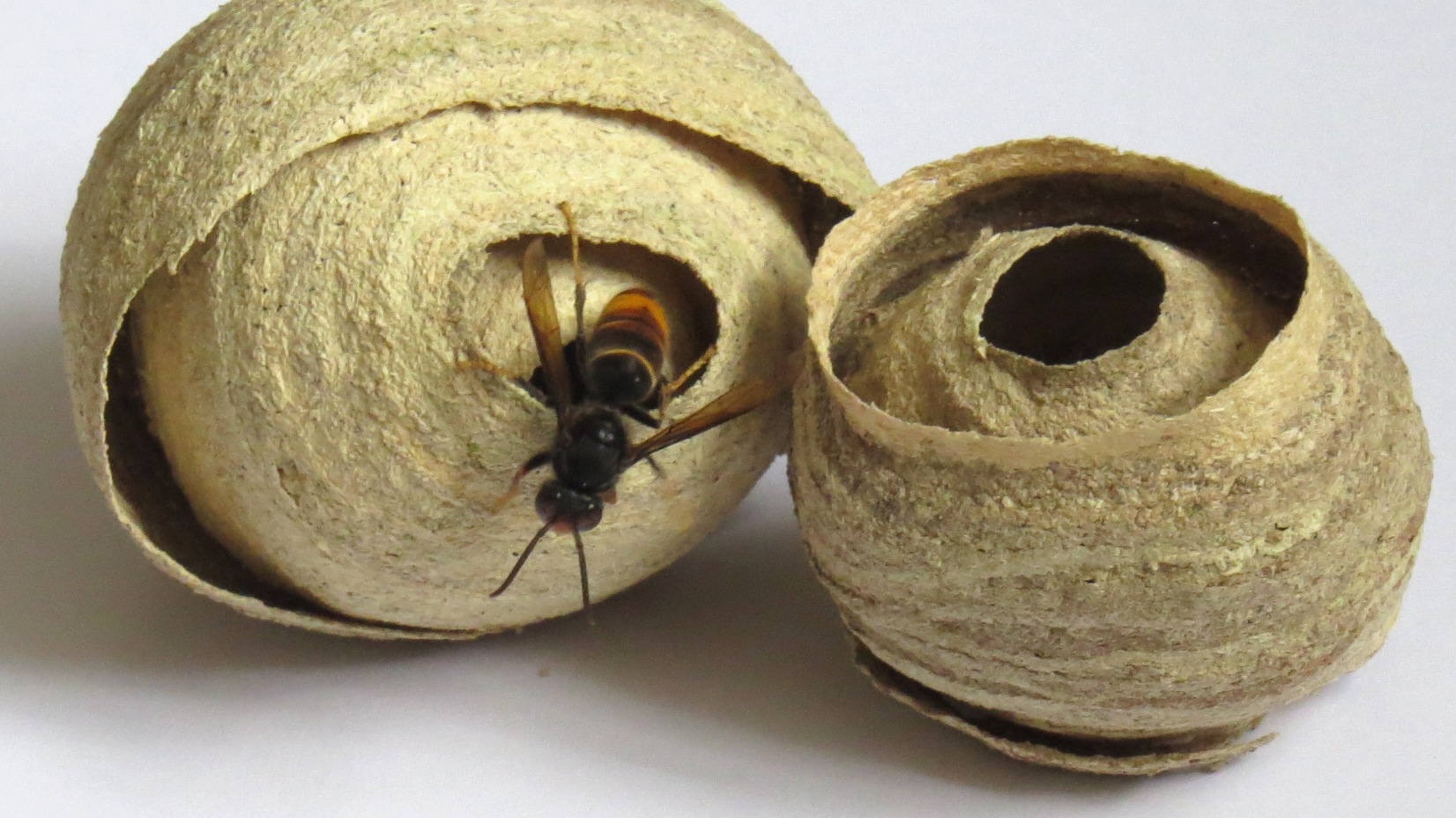 asian hornet primary nest