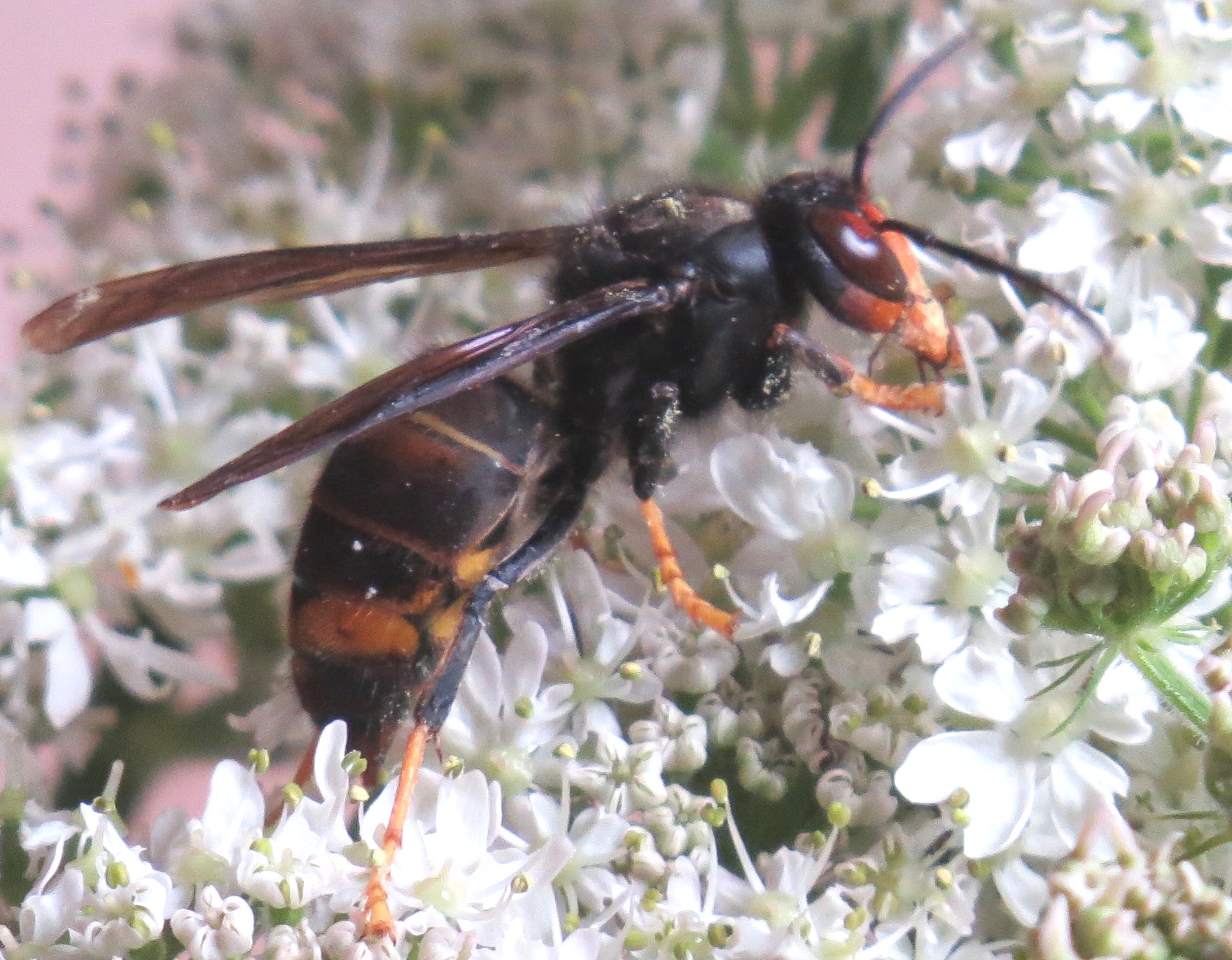 Asian hornet great britain