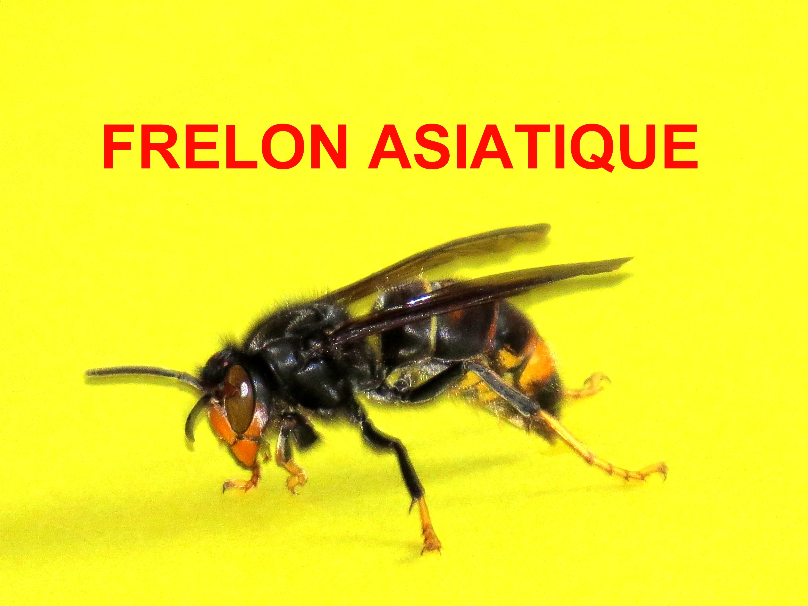 Frelon asiatique parisien