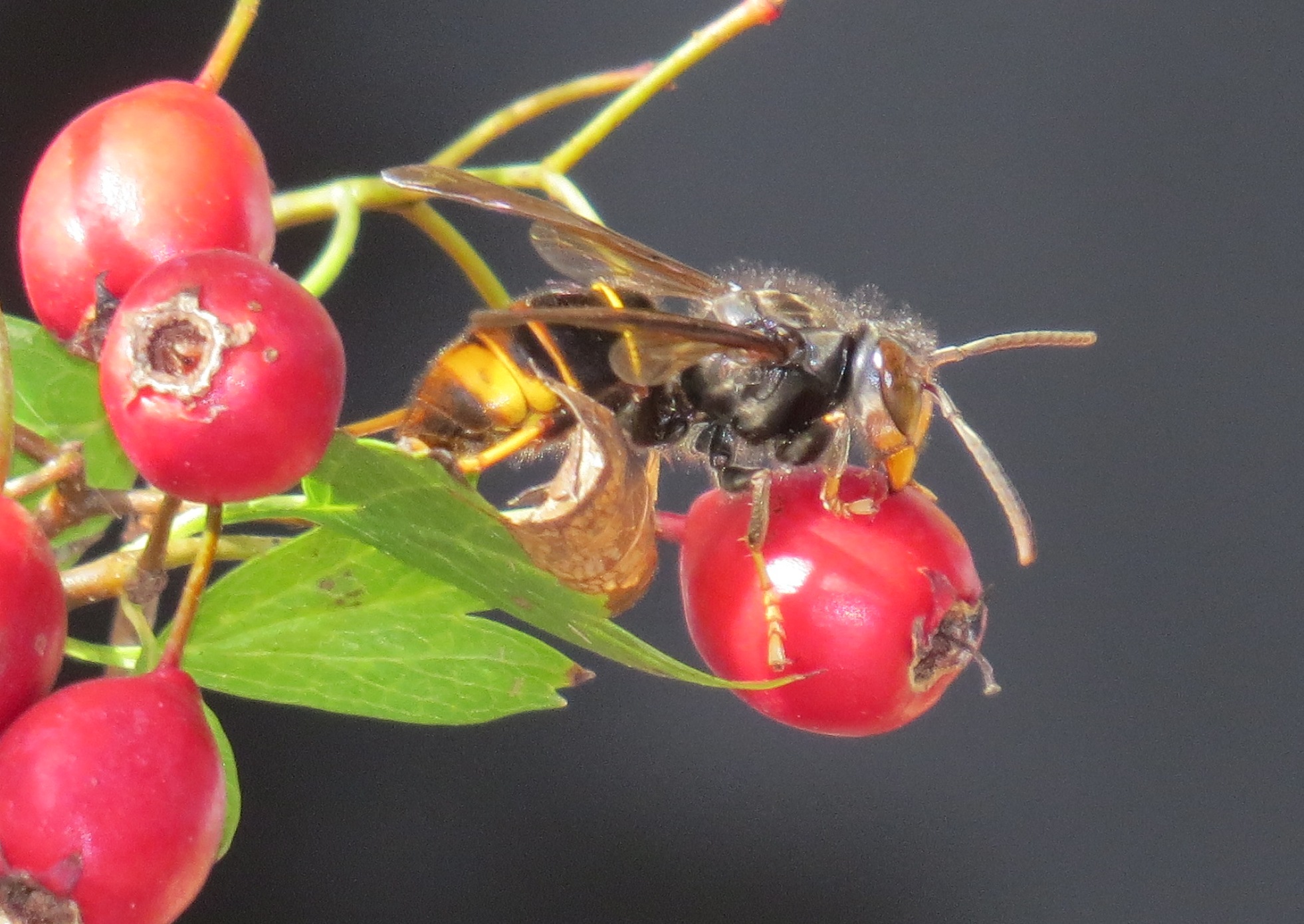 Vespa velutina JABEPRODE