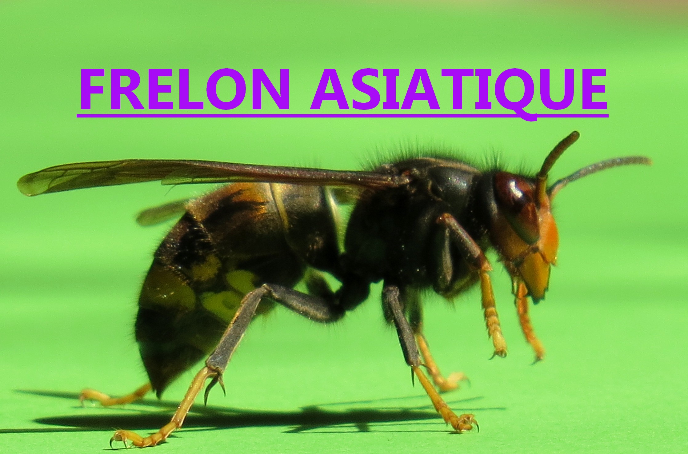 Frelon asiatique Toulouse