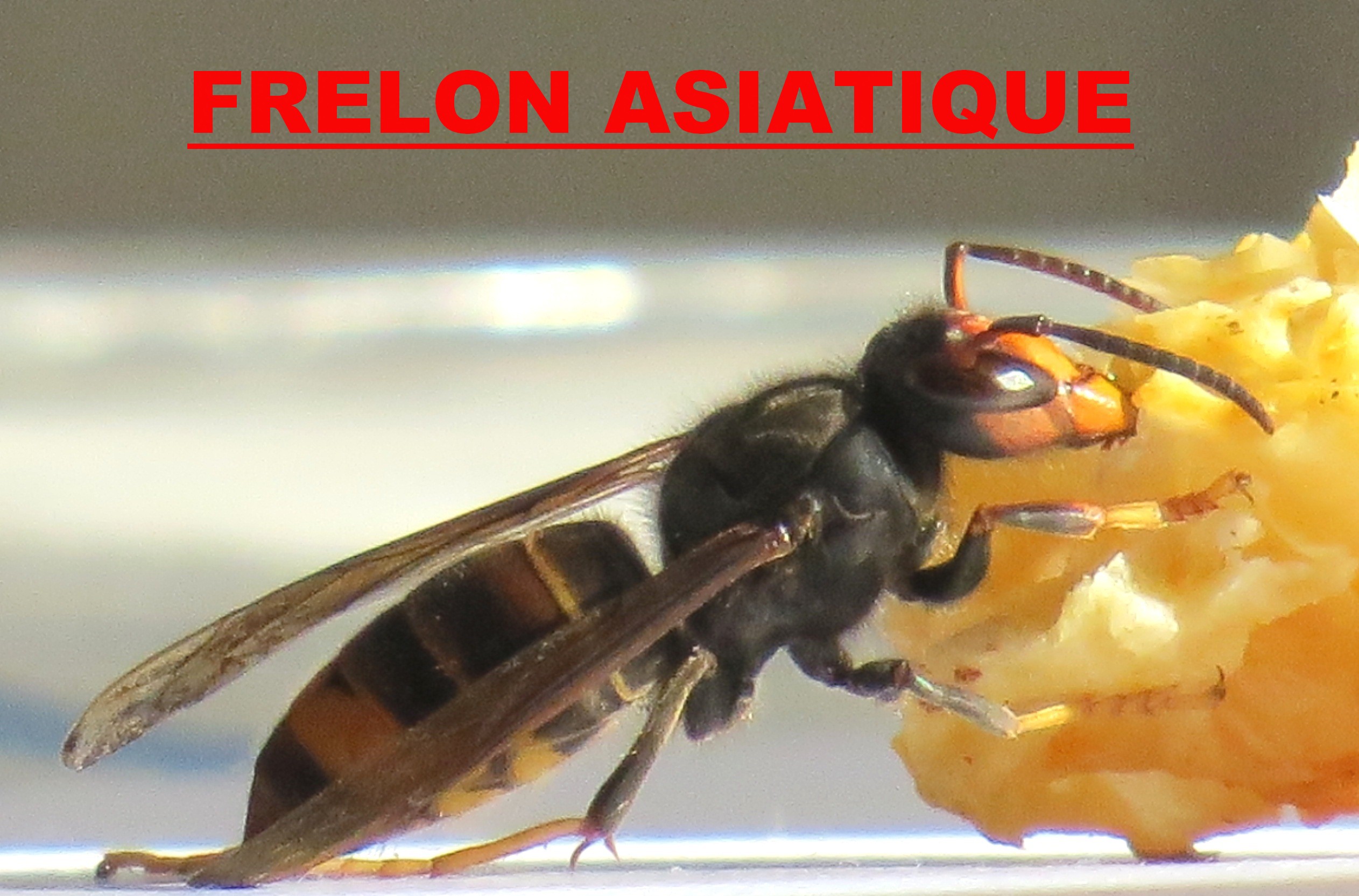 frelon asiatique Anvers