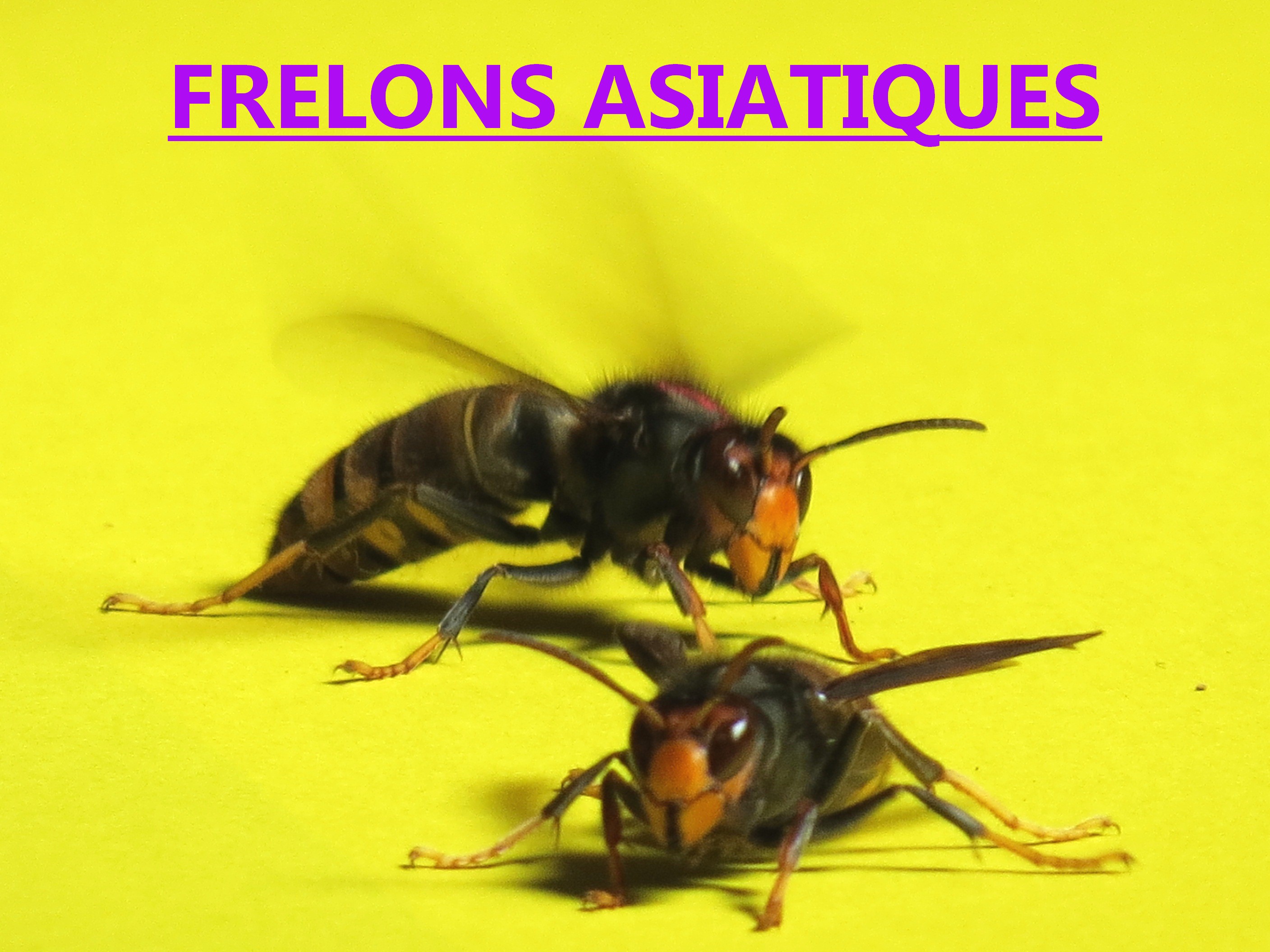 combat reines frelons asiatiques