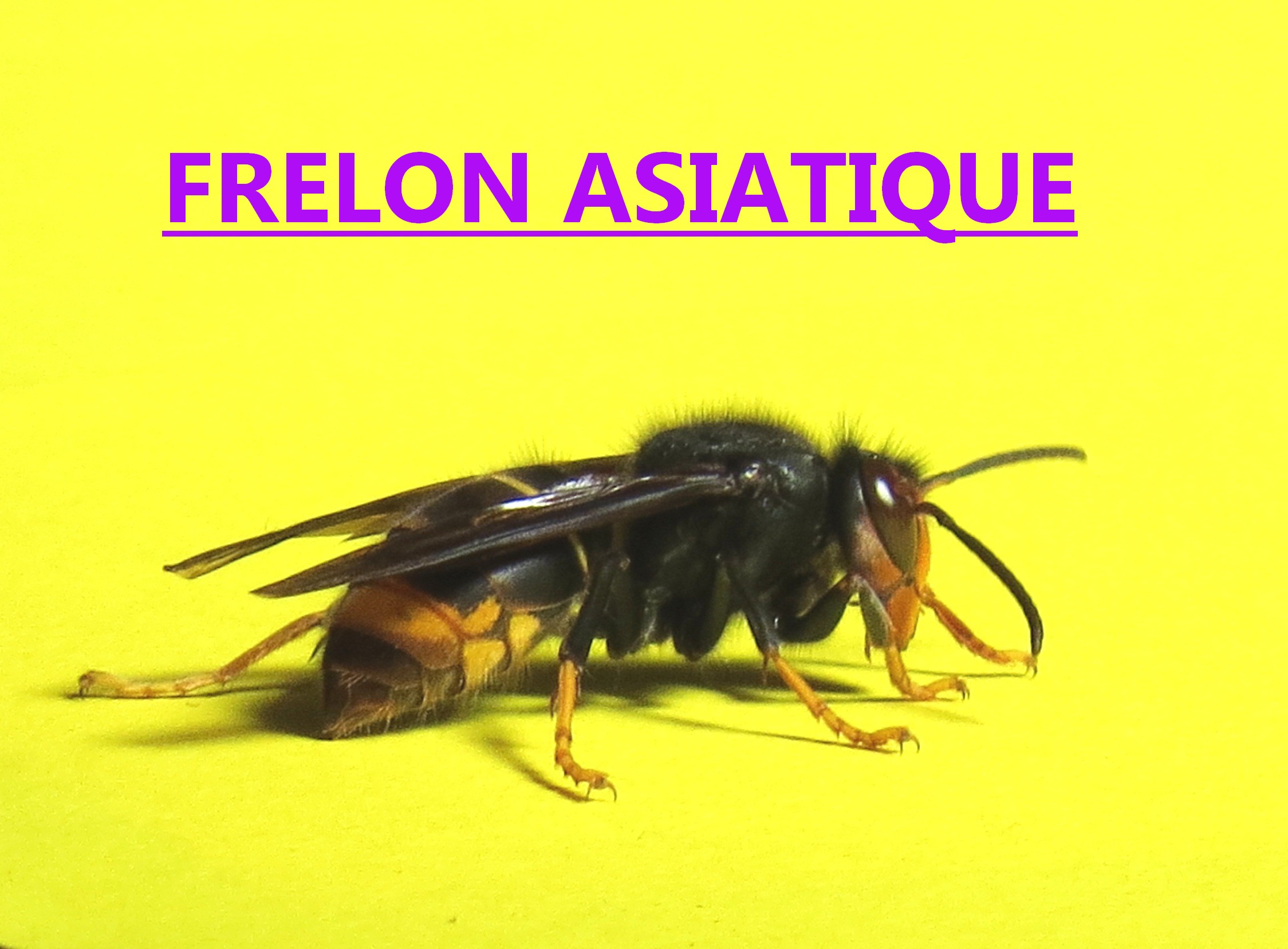 Frelon asiatique jaune Paris