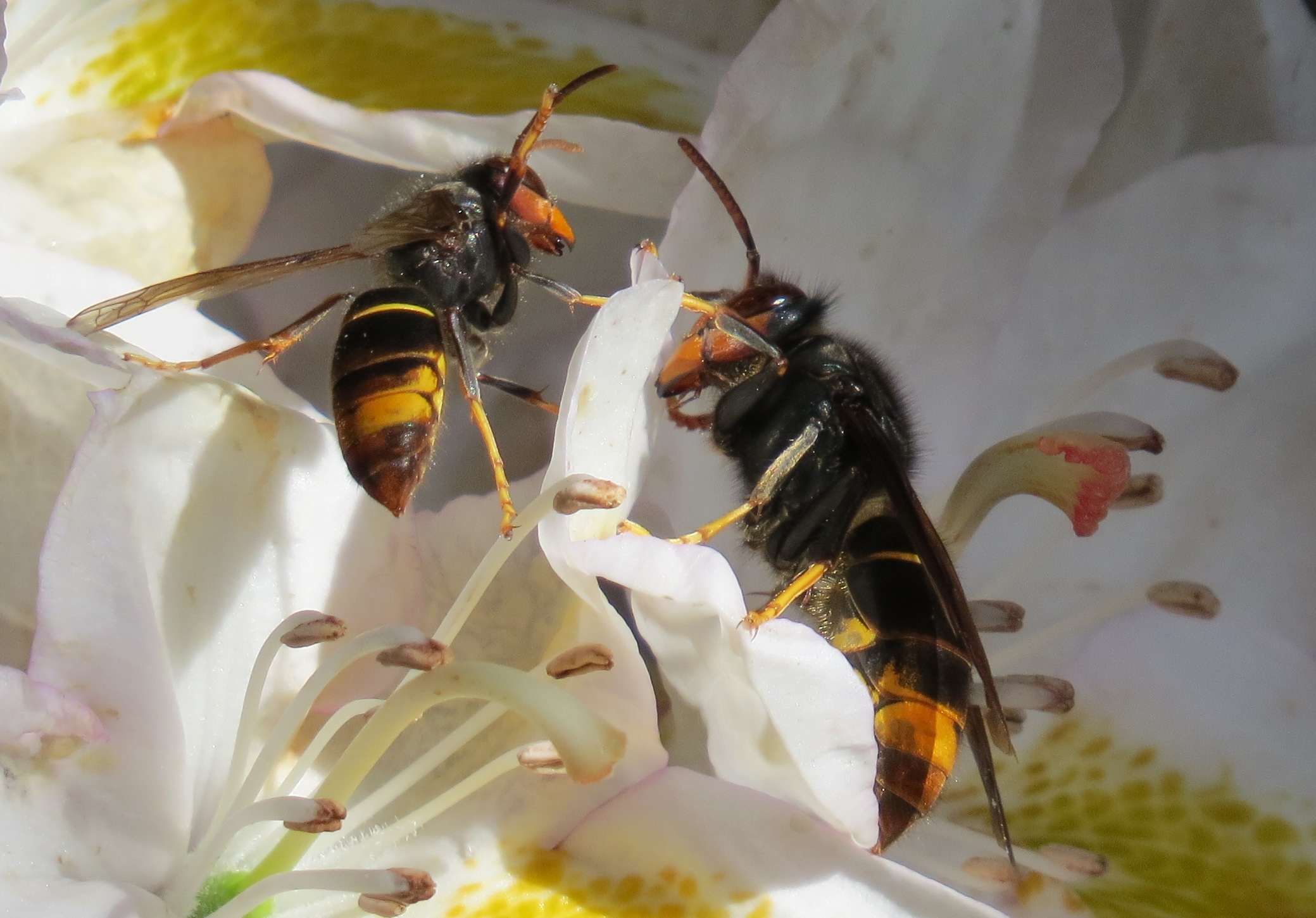 Socit dlevage et de repeuplement des abeilles de France, SERAF, avispa asiatica