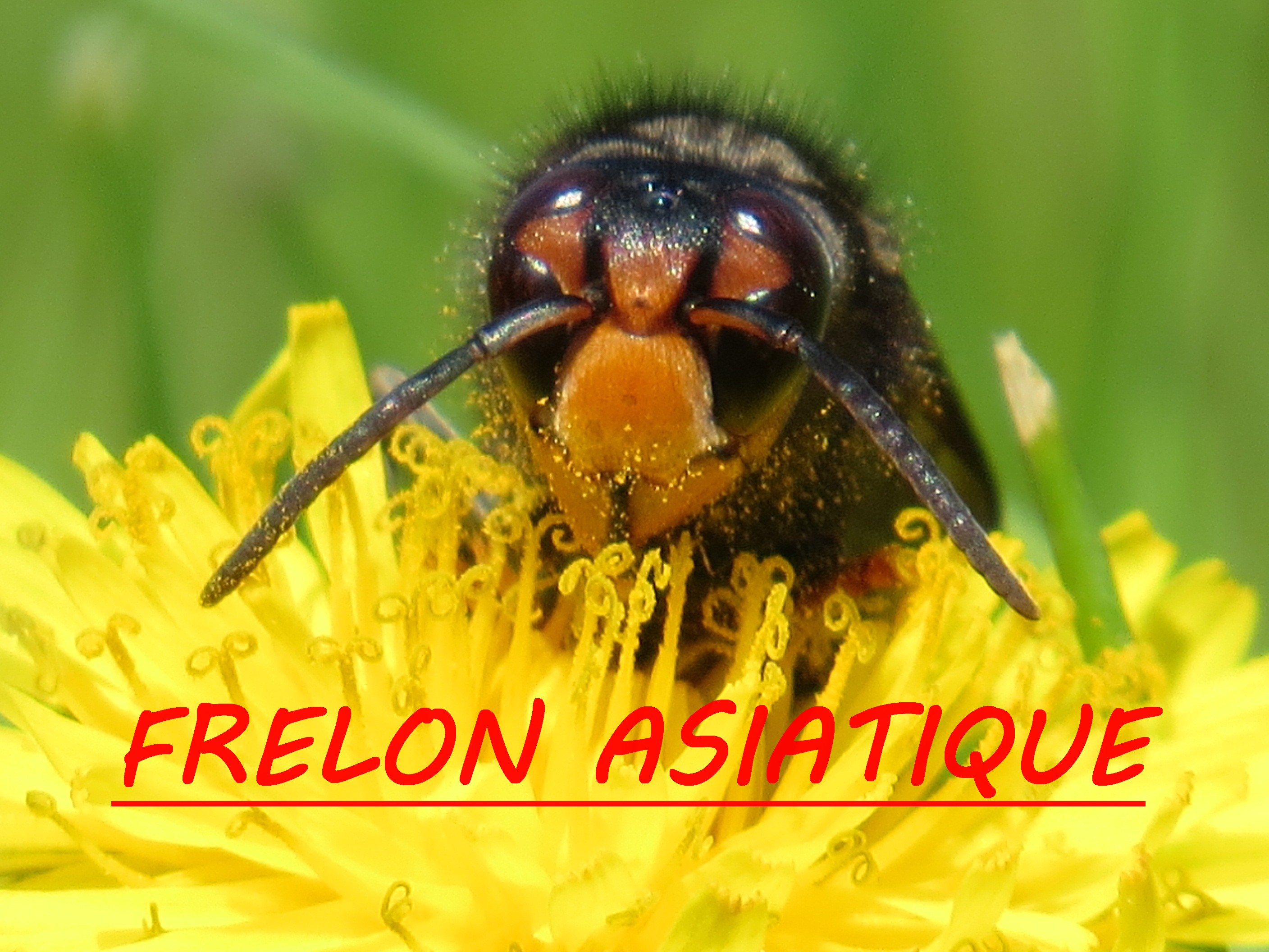 Frelon asiatique pissenlit
