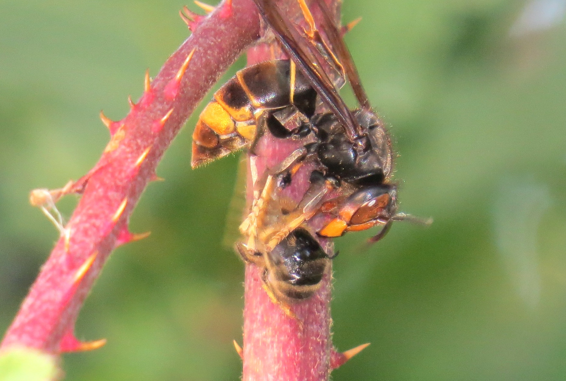 Decoupe d'une abeille par un frelon asiatique
