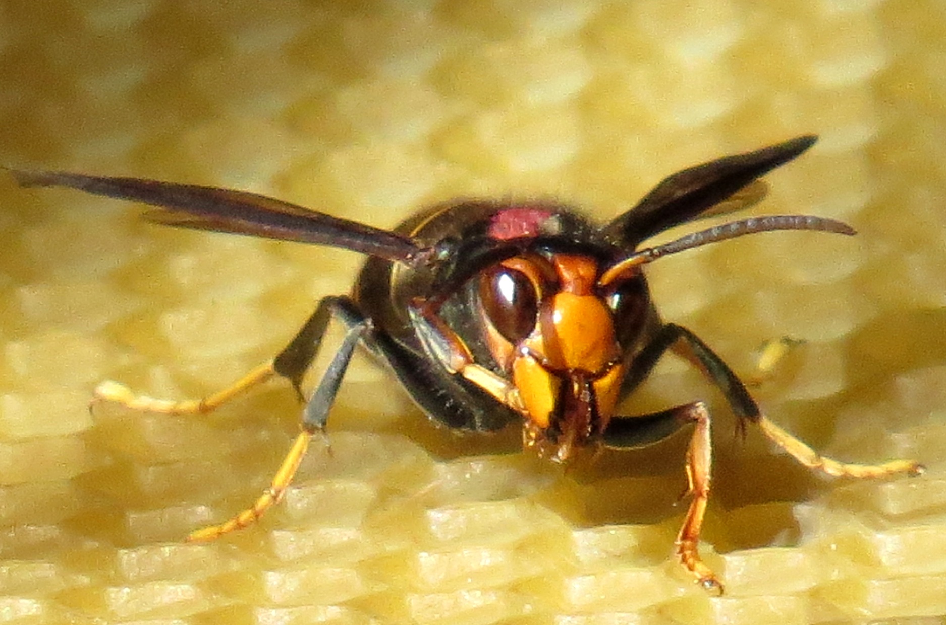 Vespa velutina Spain