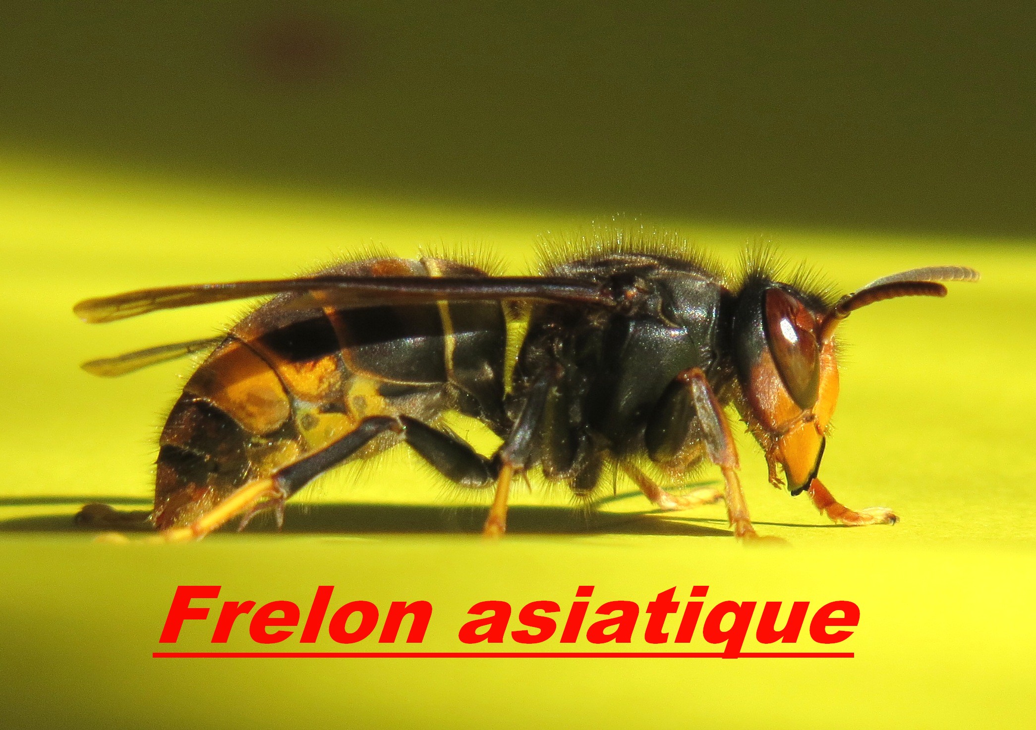 frelon asiatique Matignon