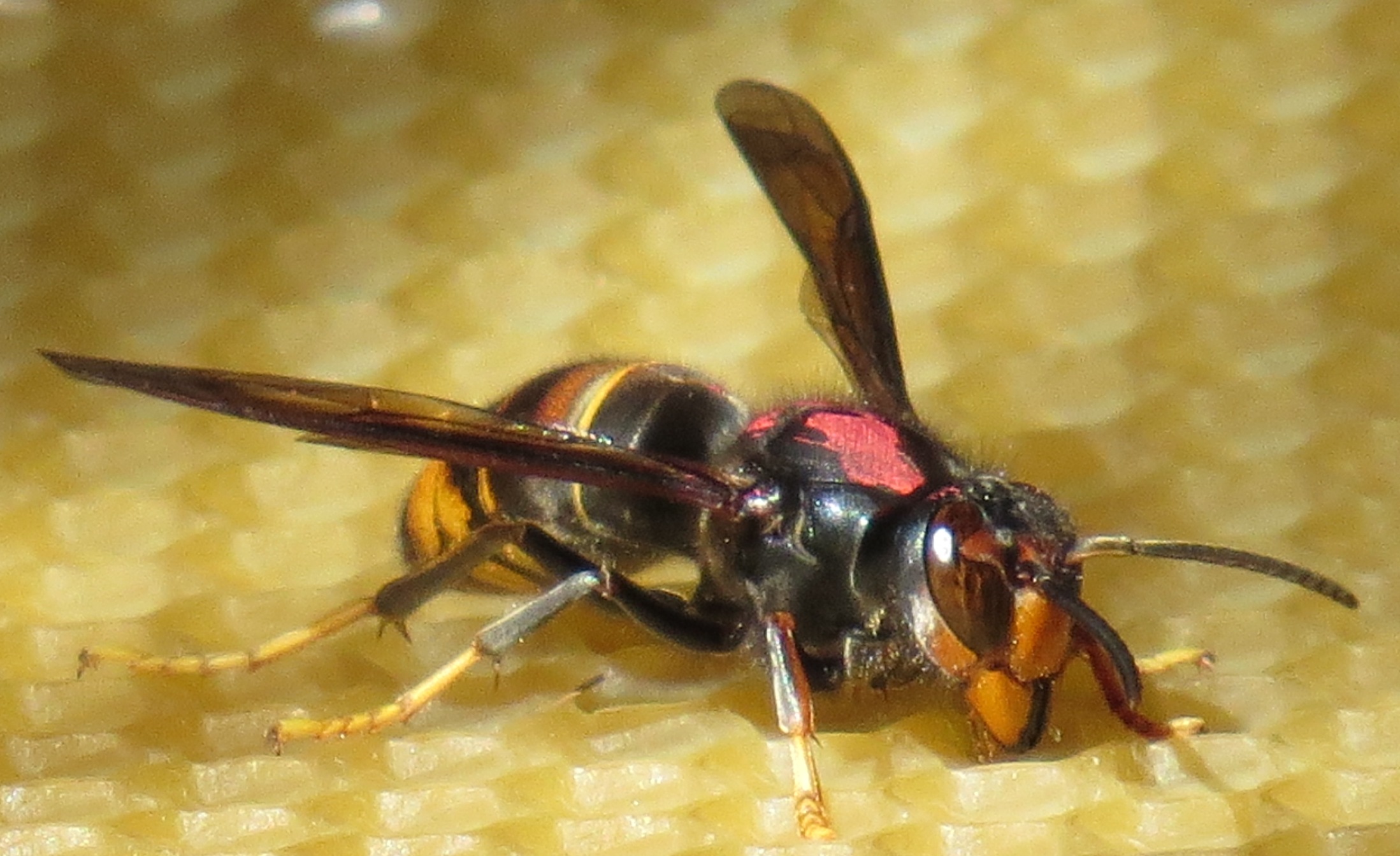 Frelon asiatique espagne Asian hornet Scotland 