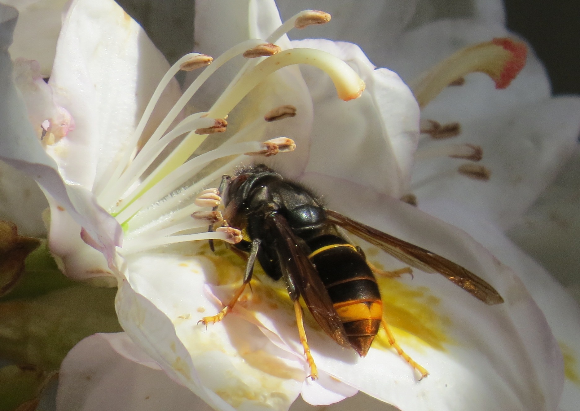 Reine frelon asiatique abeillemachine