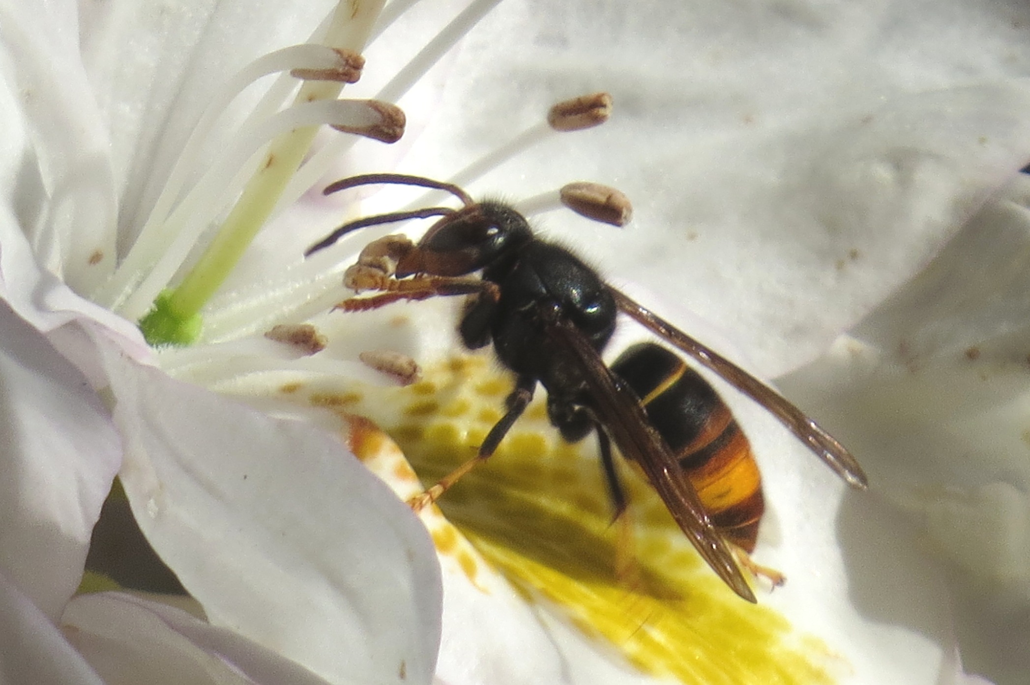 Asian hornet United kingdom