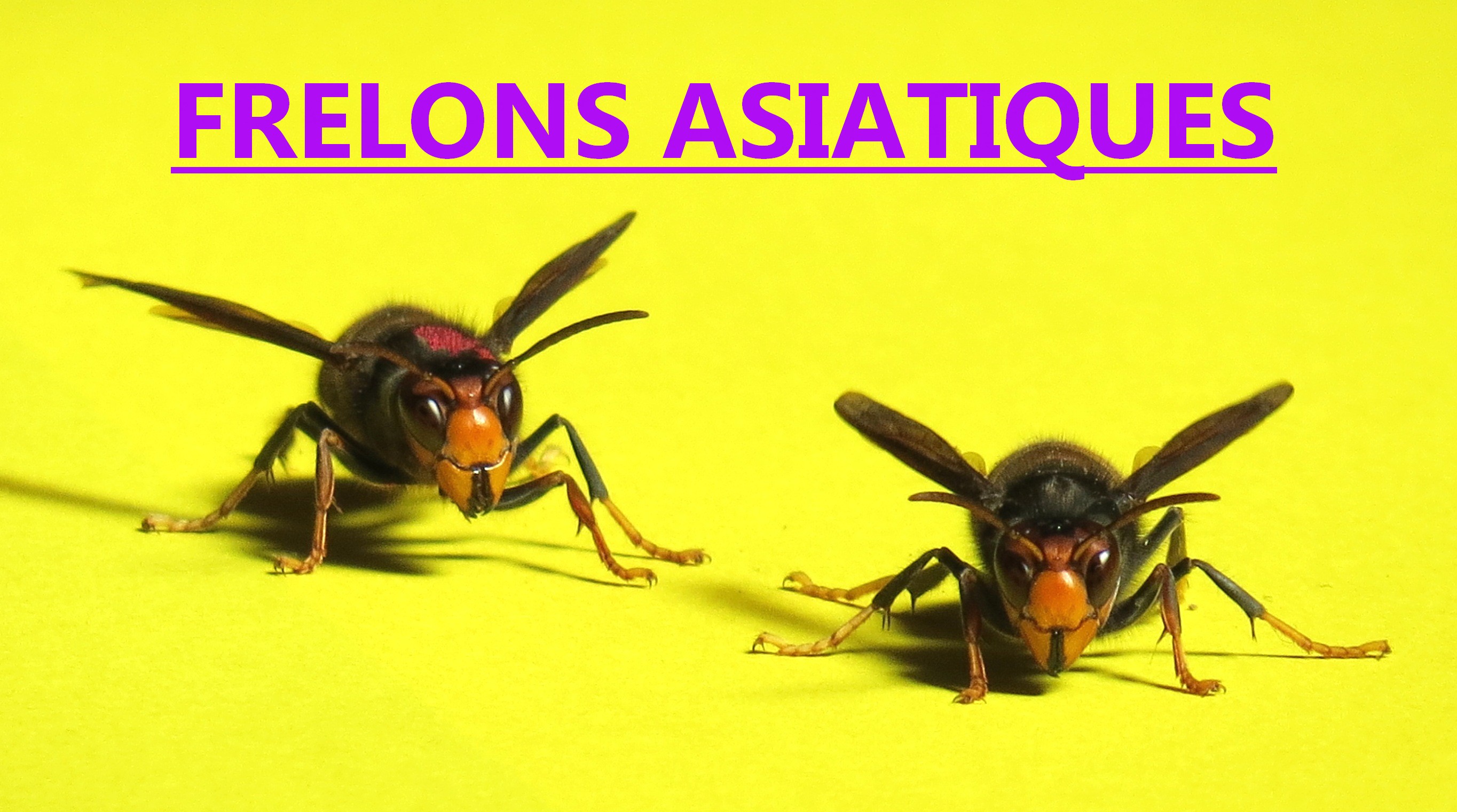 reine frelon asiatique