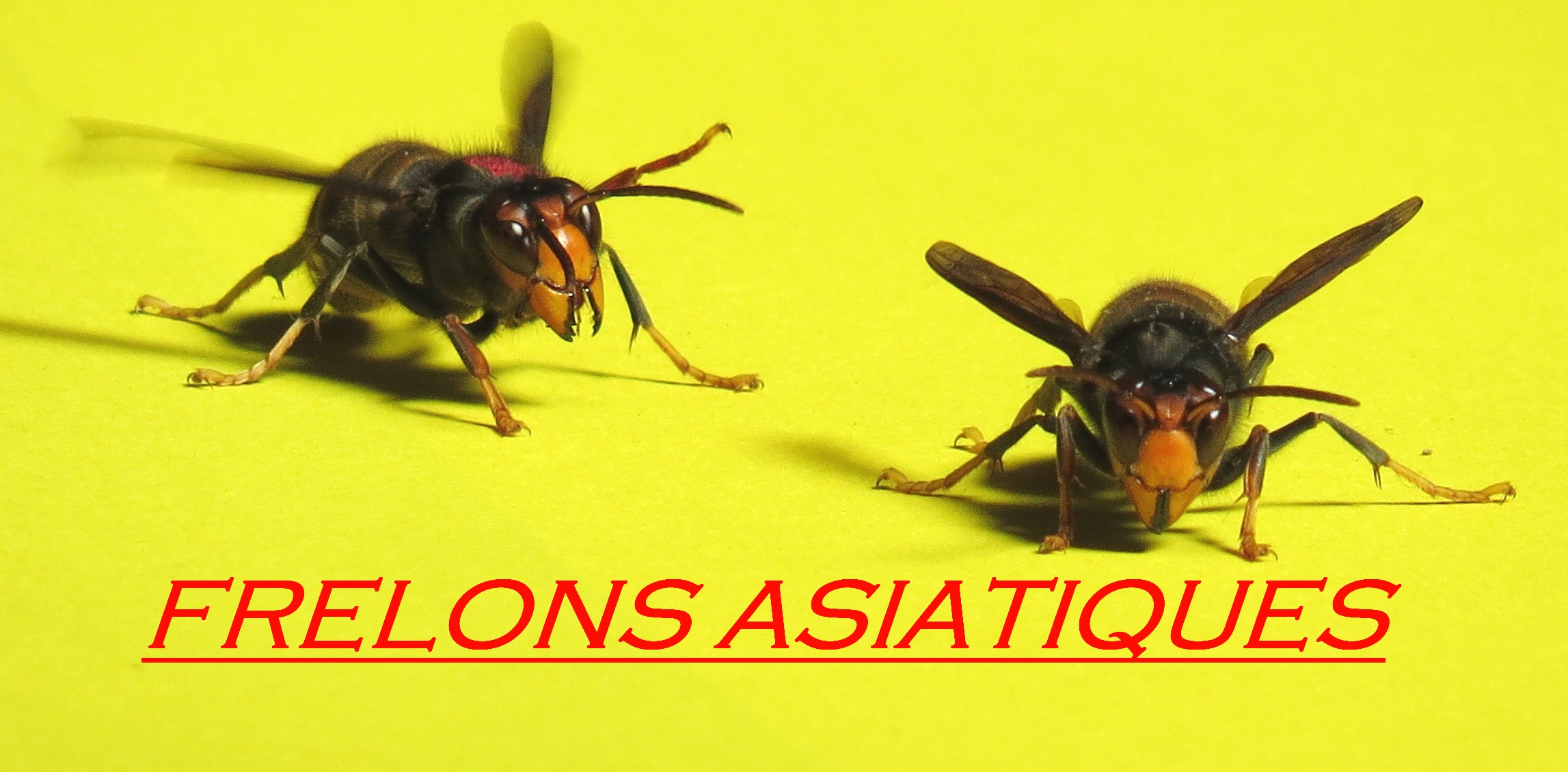 piege frelons asiatiques