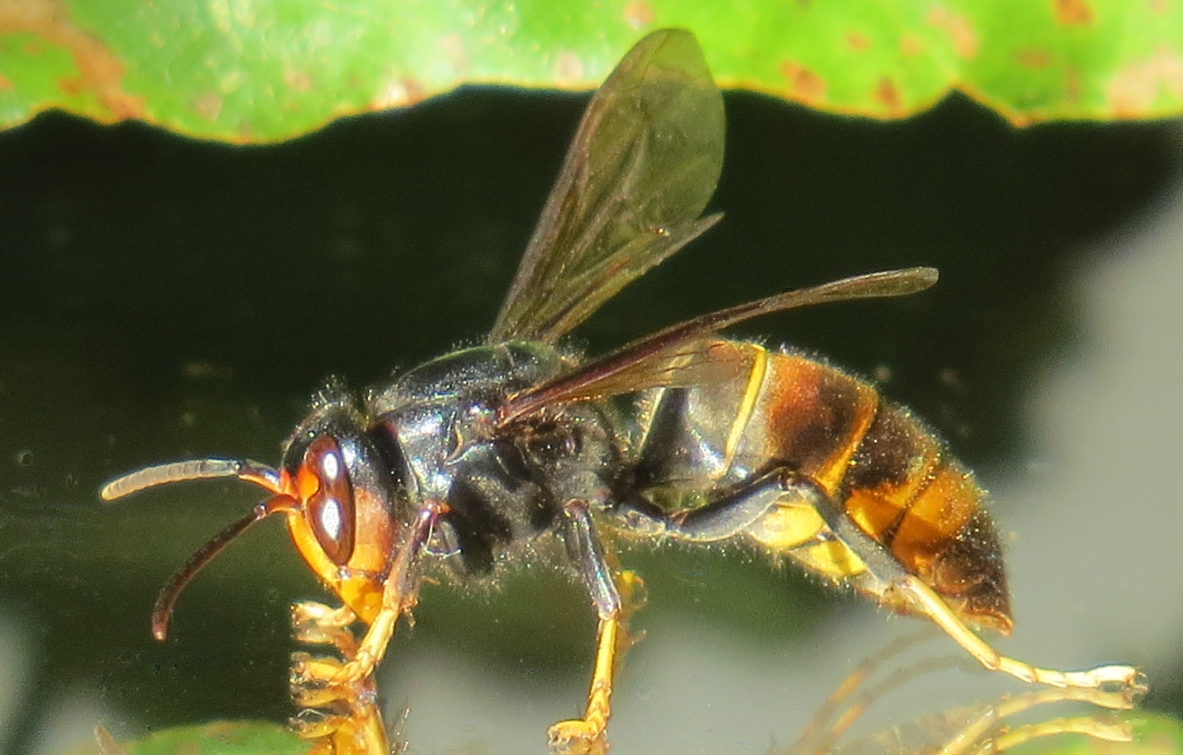 OMAA observatoire mortalite abeilles