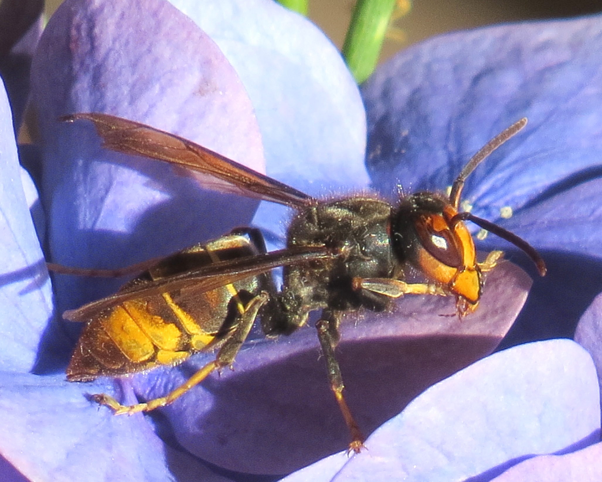 Hortensia Vespa velutina China