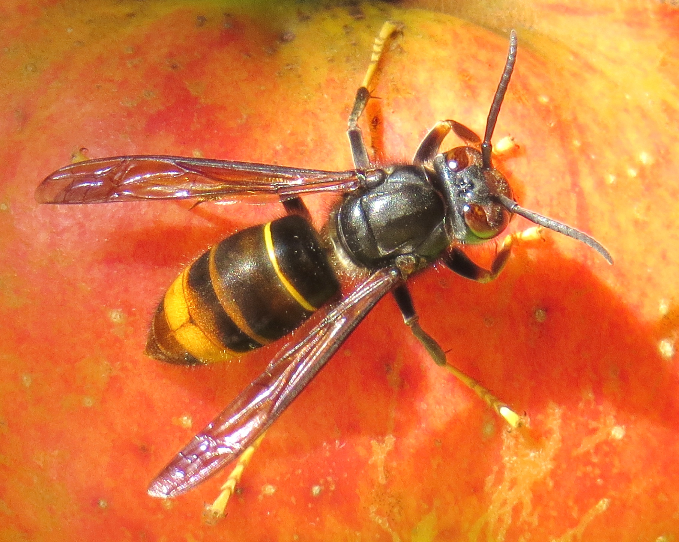 hunting rifle nest asian hornet