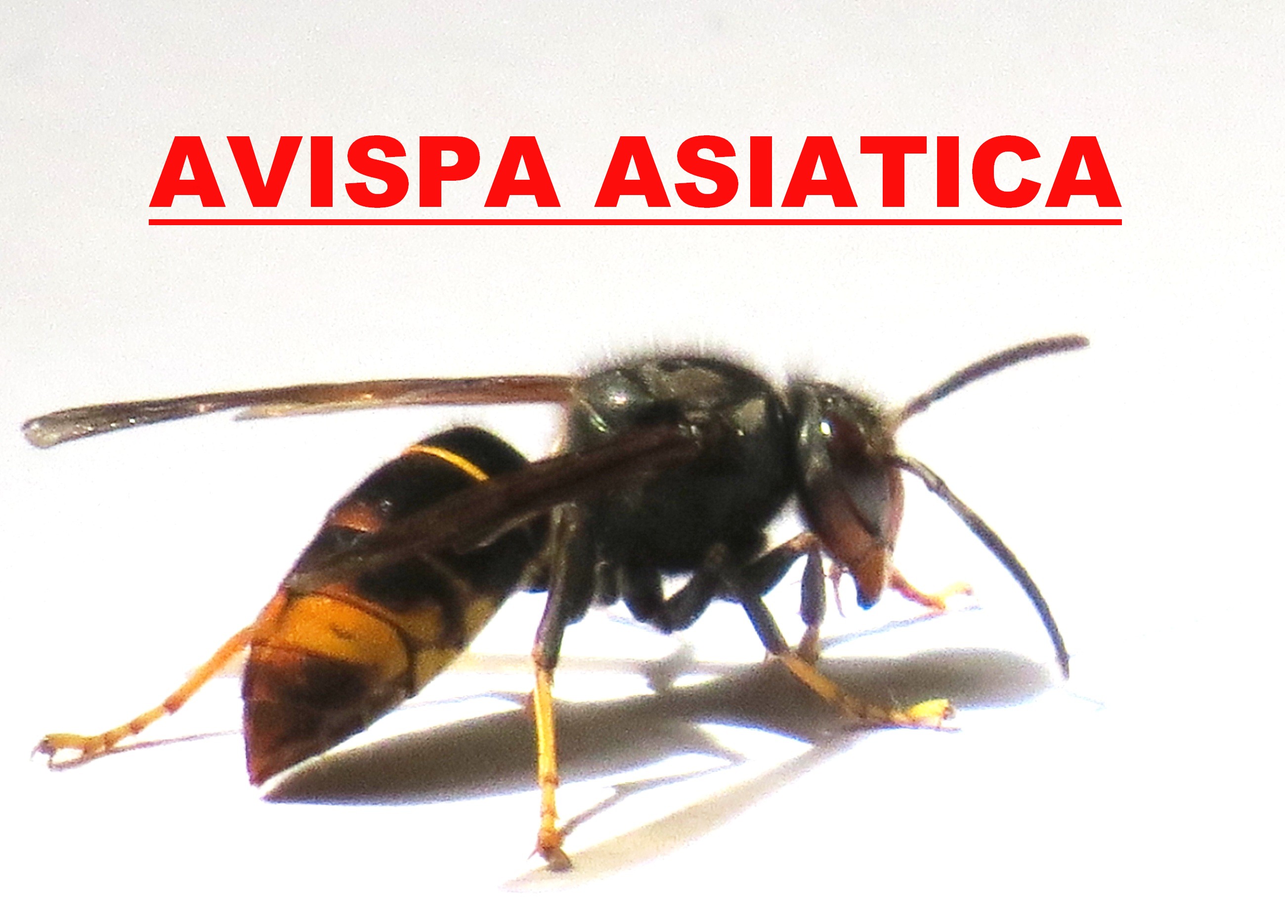 avispa asiatica Espana