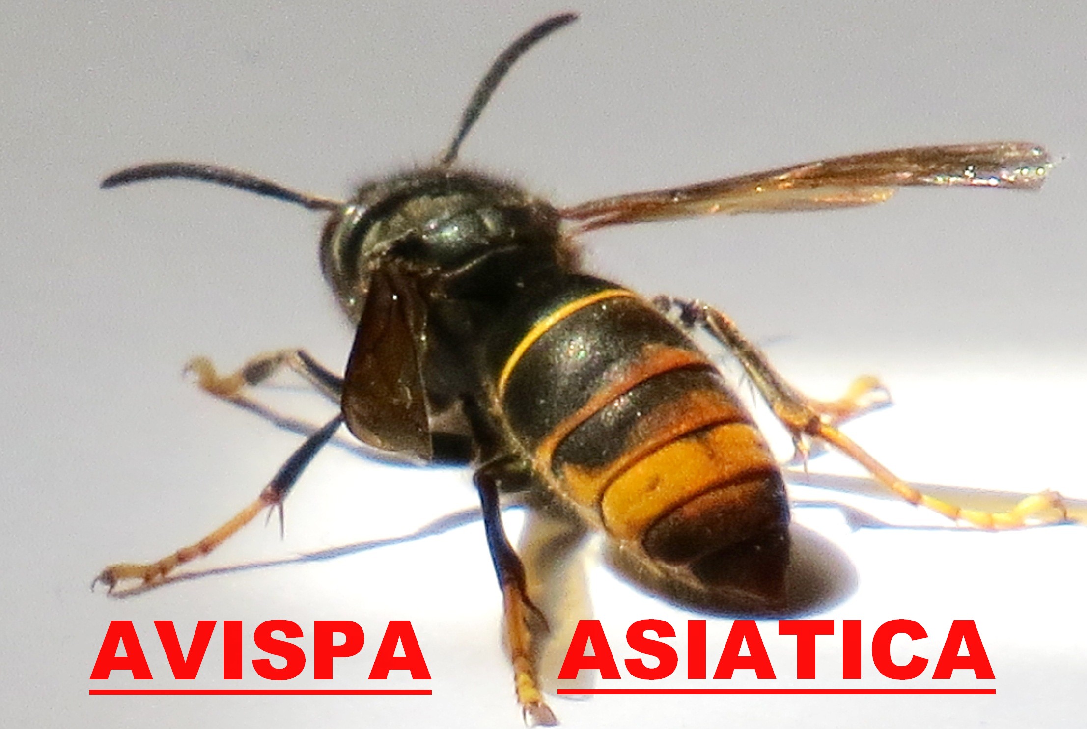 Avispa asiatica 2019