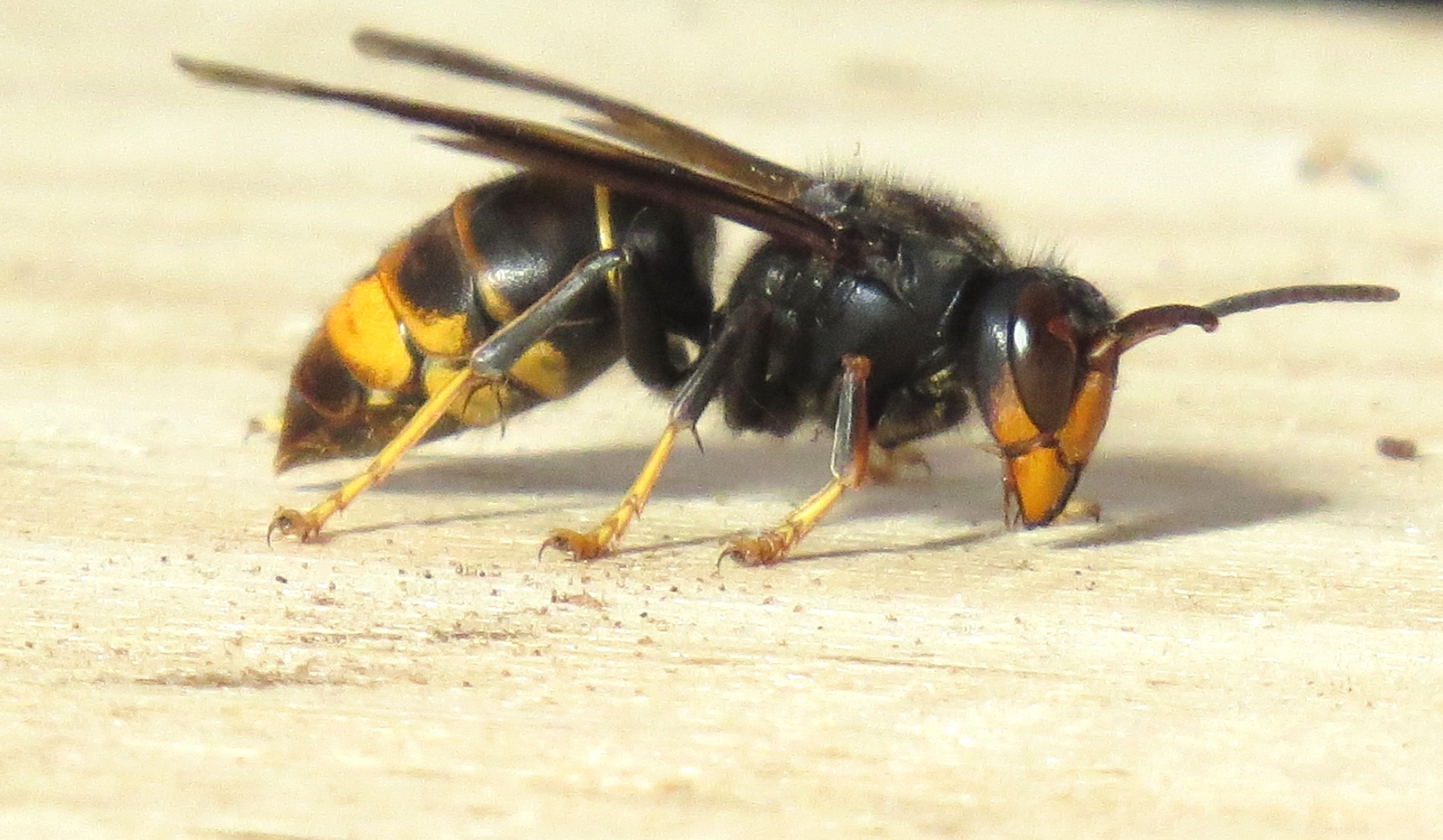 Vespa velutina corsica