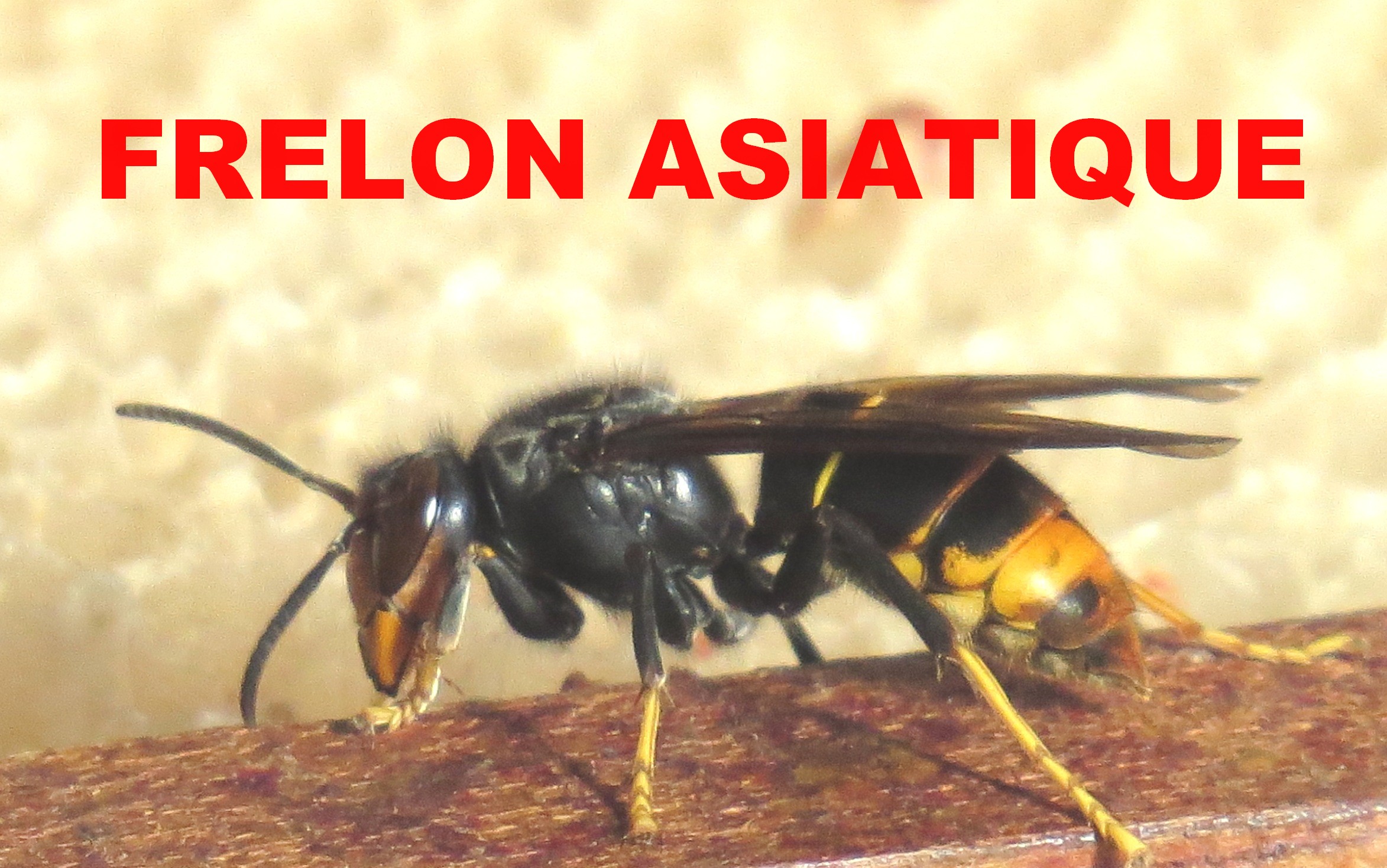 Vespa velutina Savoie