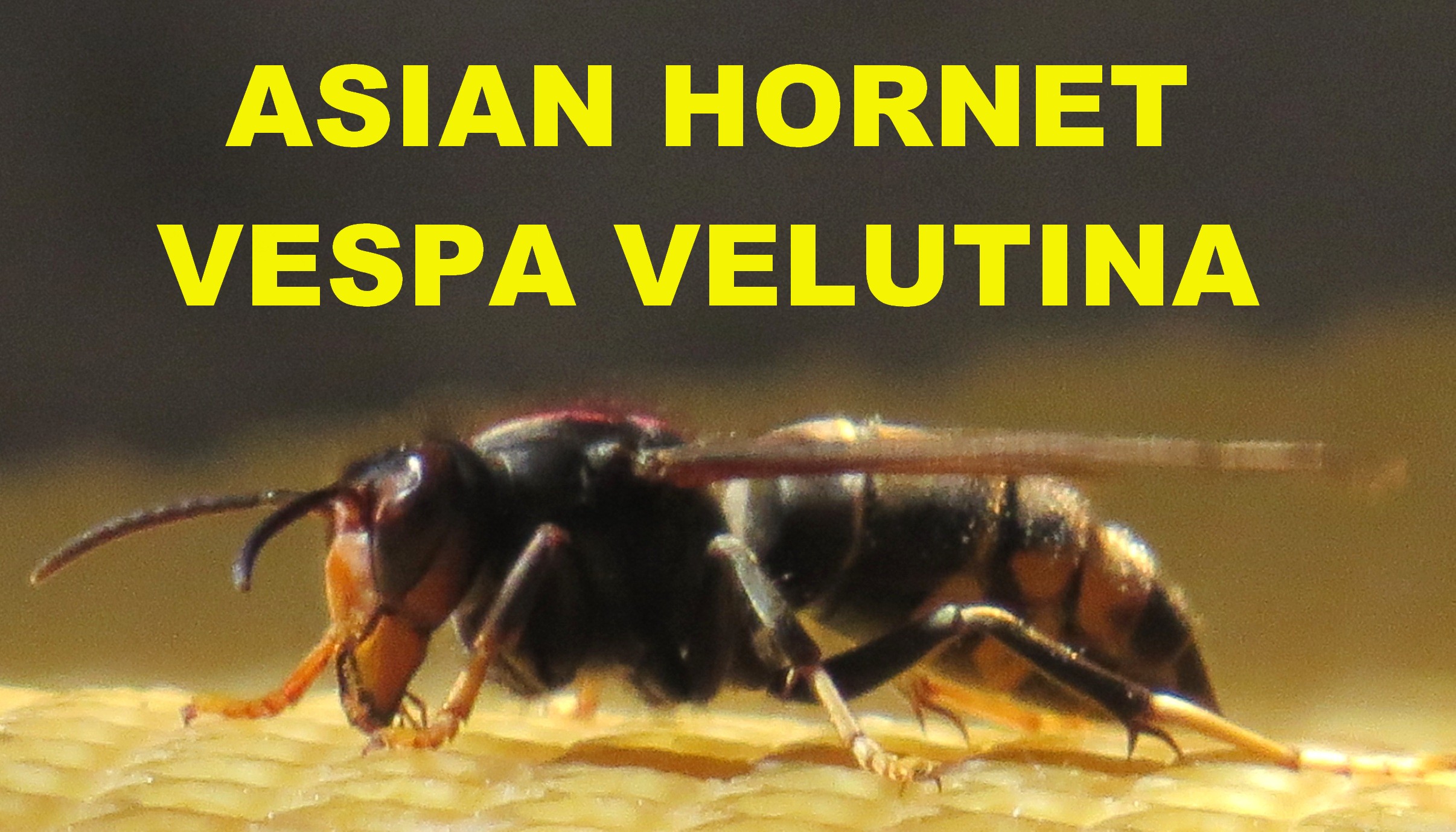 Gloucestershire asian hornet