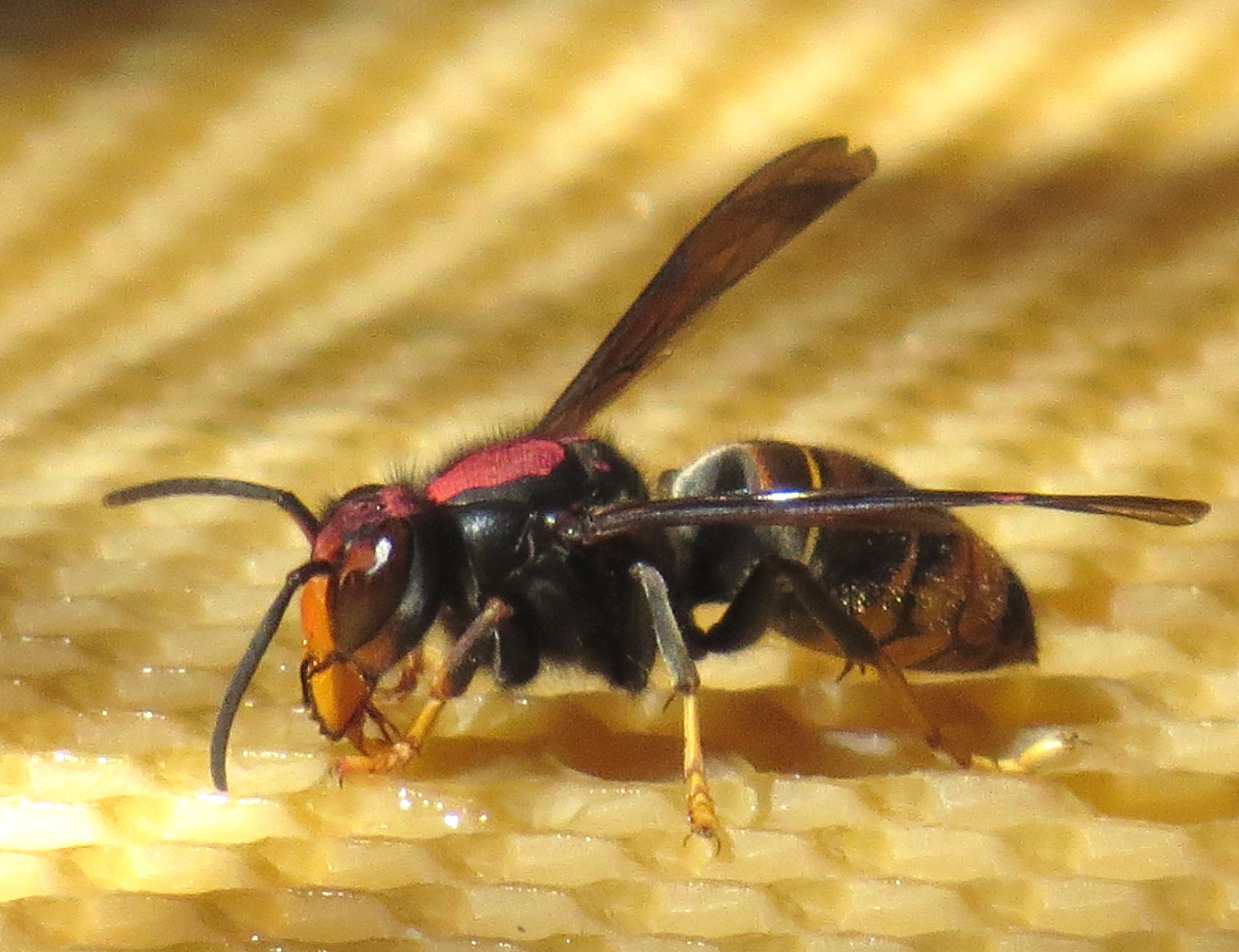 Woolacombe asian hornet Devon