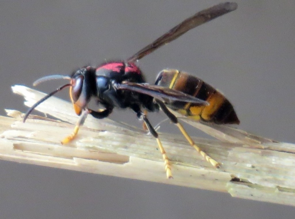 Nationalgeographic asian hornet omaa, honey buzzard
