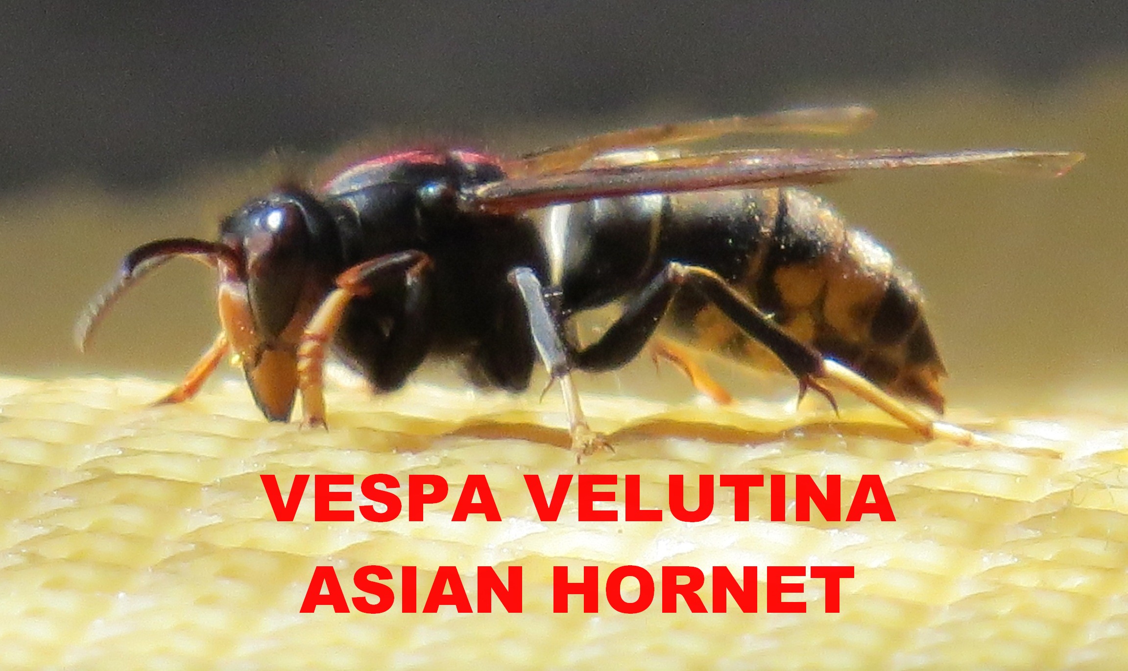 Lancashire asian hornet, honey buzzard