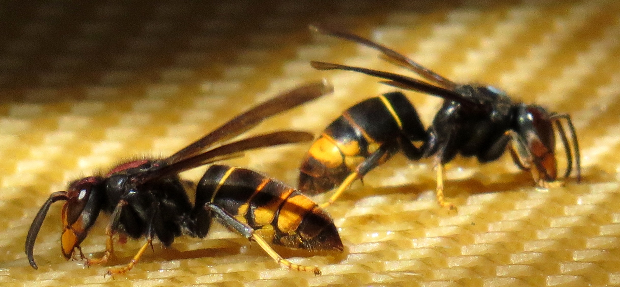  Greater Manchester Hornet Cauliflower