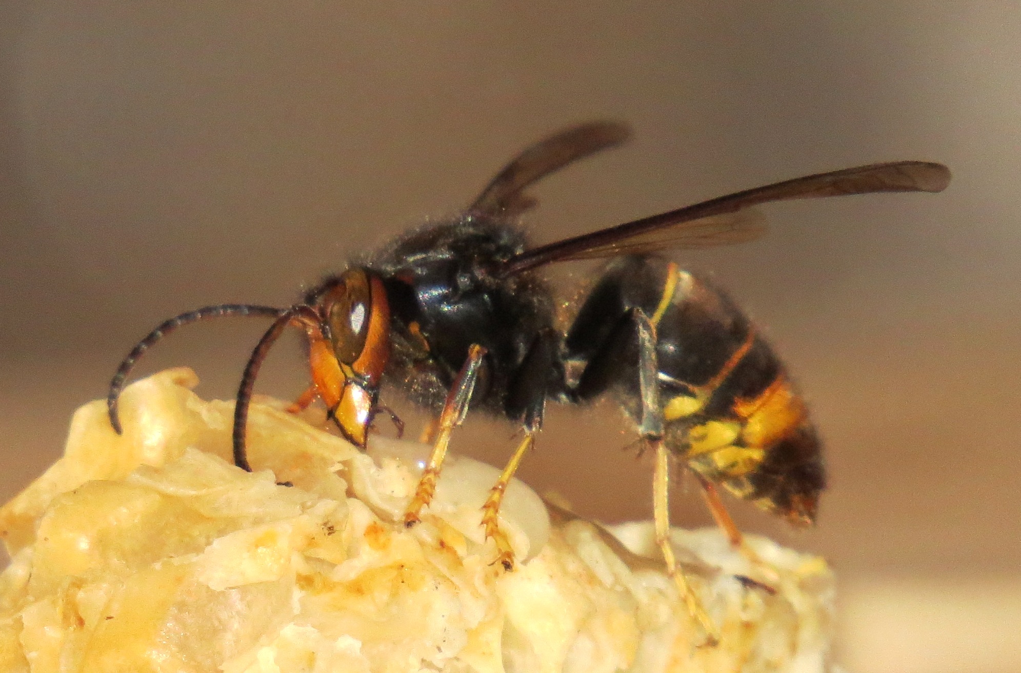 Asian hornet Birmingham