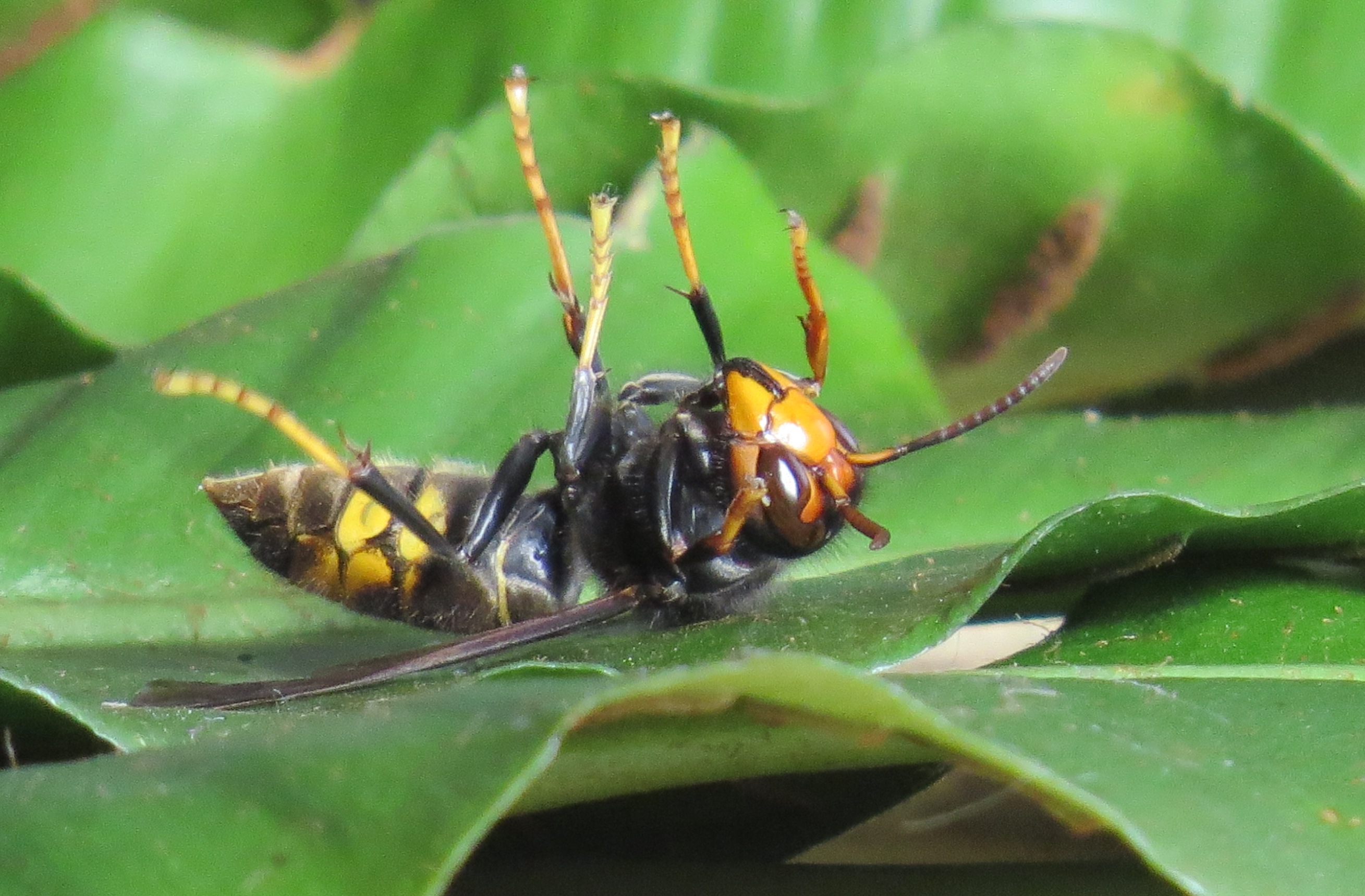 Asian hornet Italie Novare