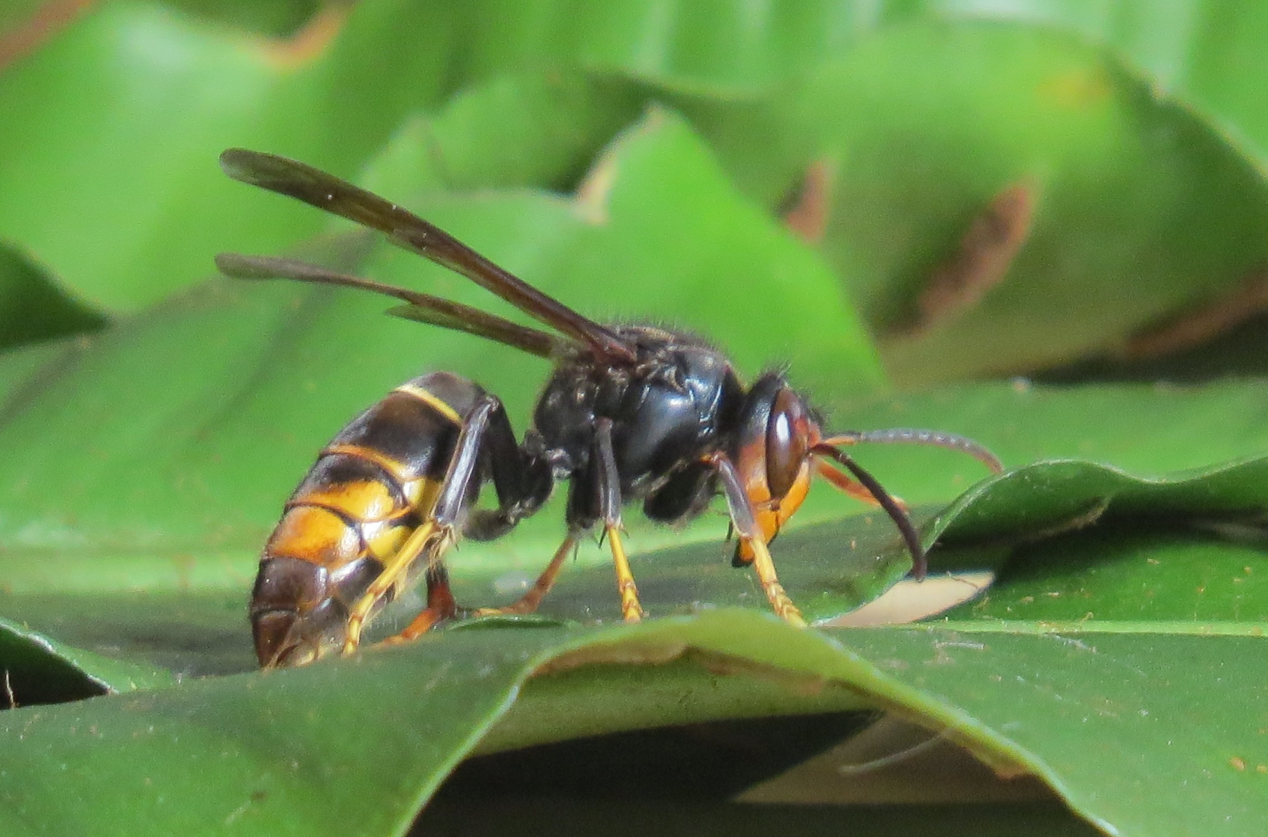Asian hornet Dunkerque