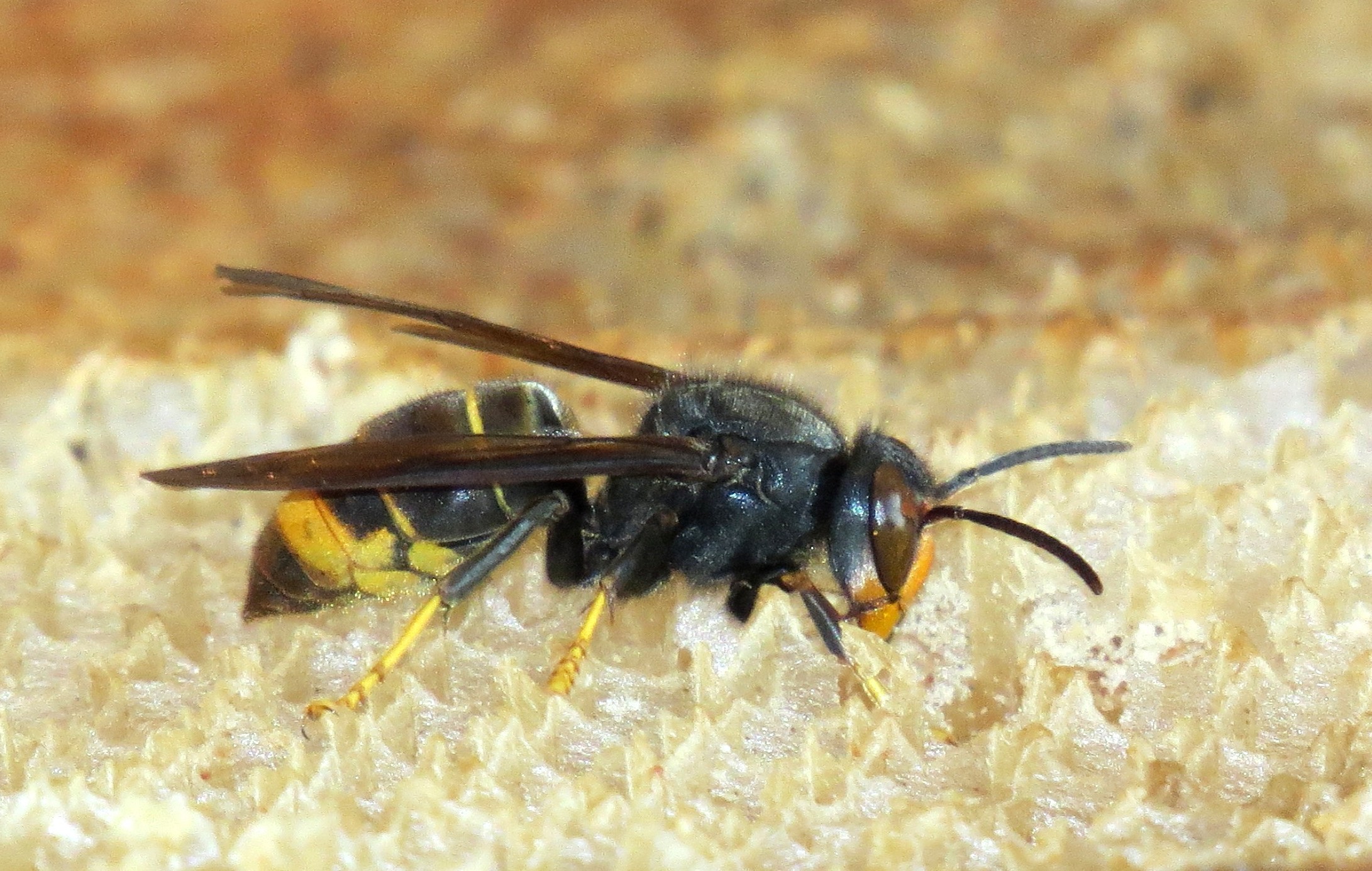 Asian hornet Britain UK