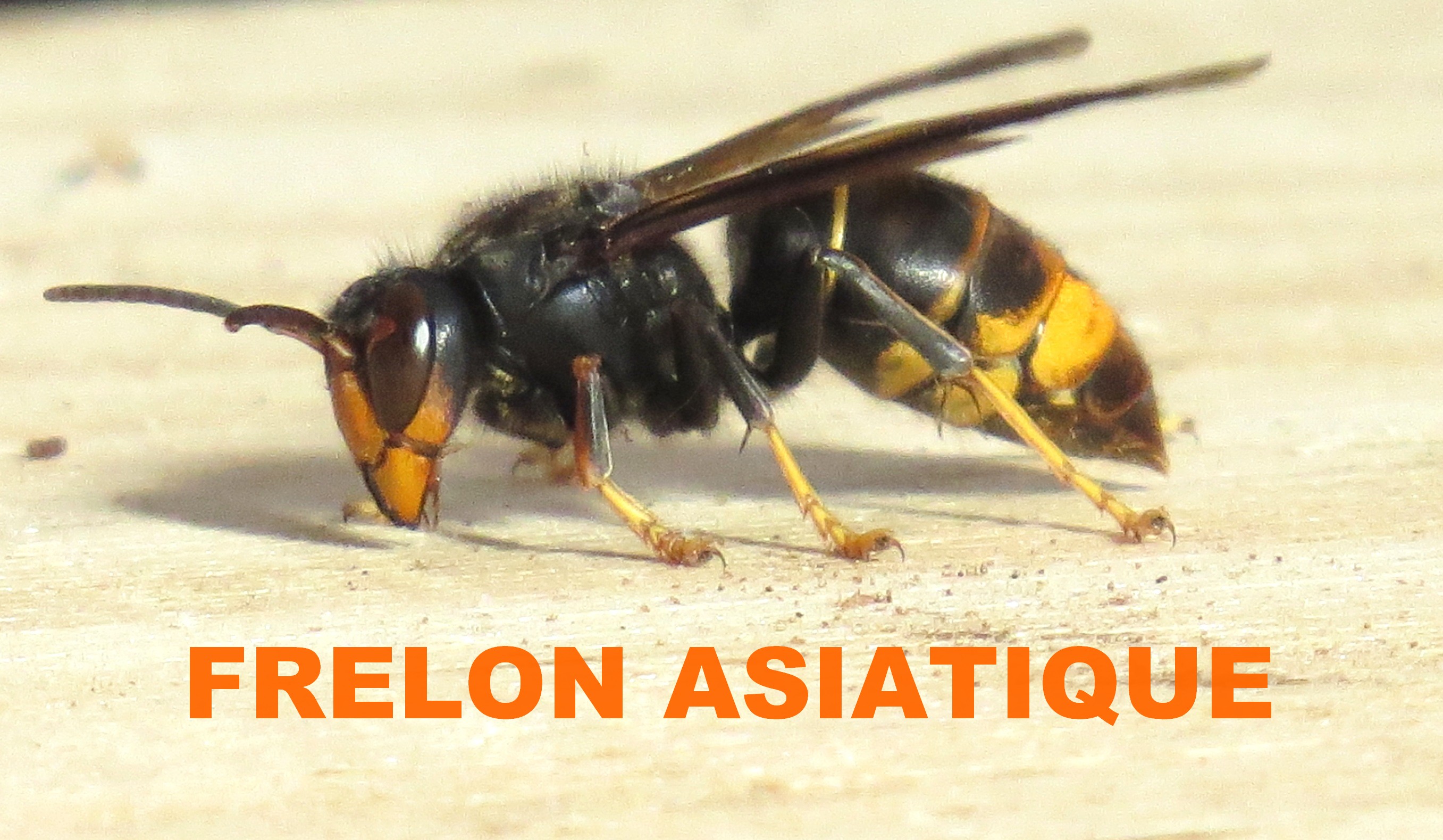 Asian hornet Britany