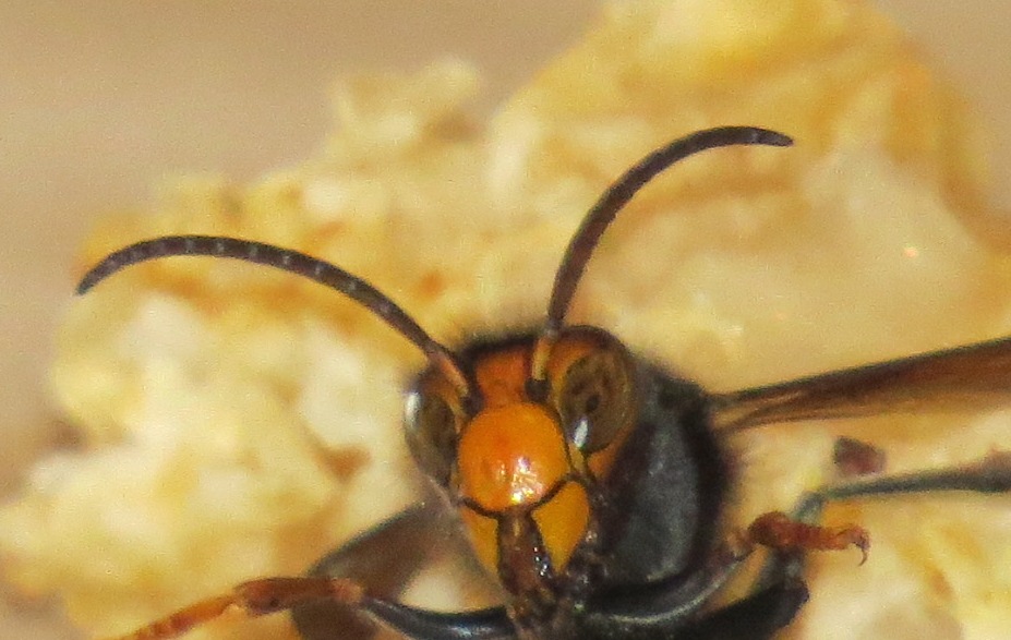 Asian hornet Southampton porthmouth brighton Hastings