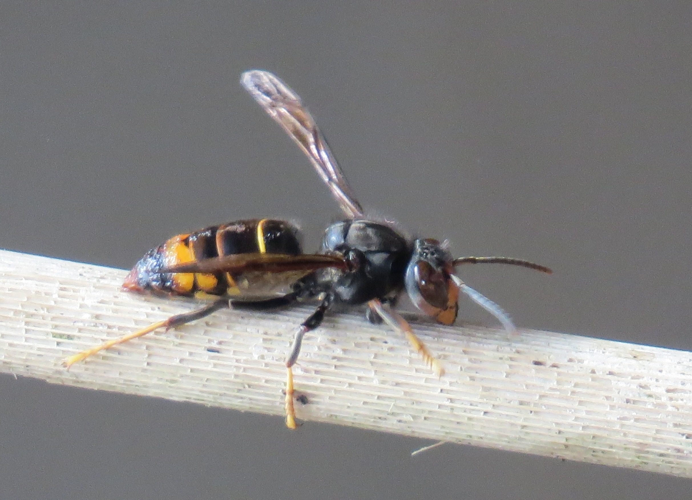 Lancashire asian hornet, bondr�e apivore