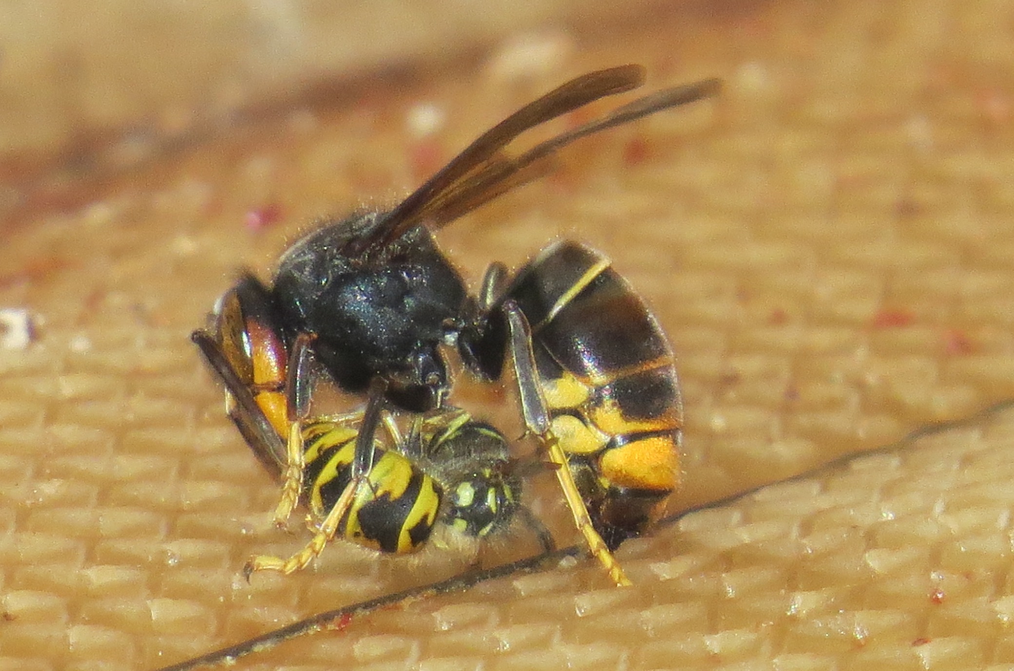 haute ecole apiculture