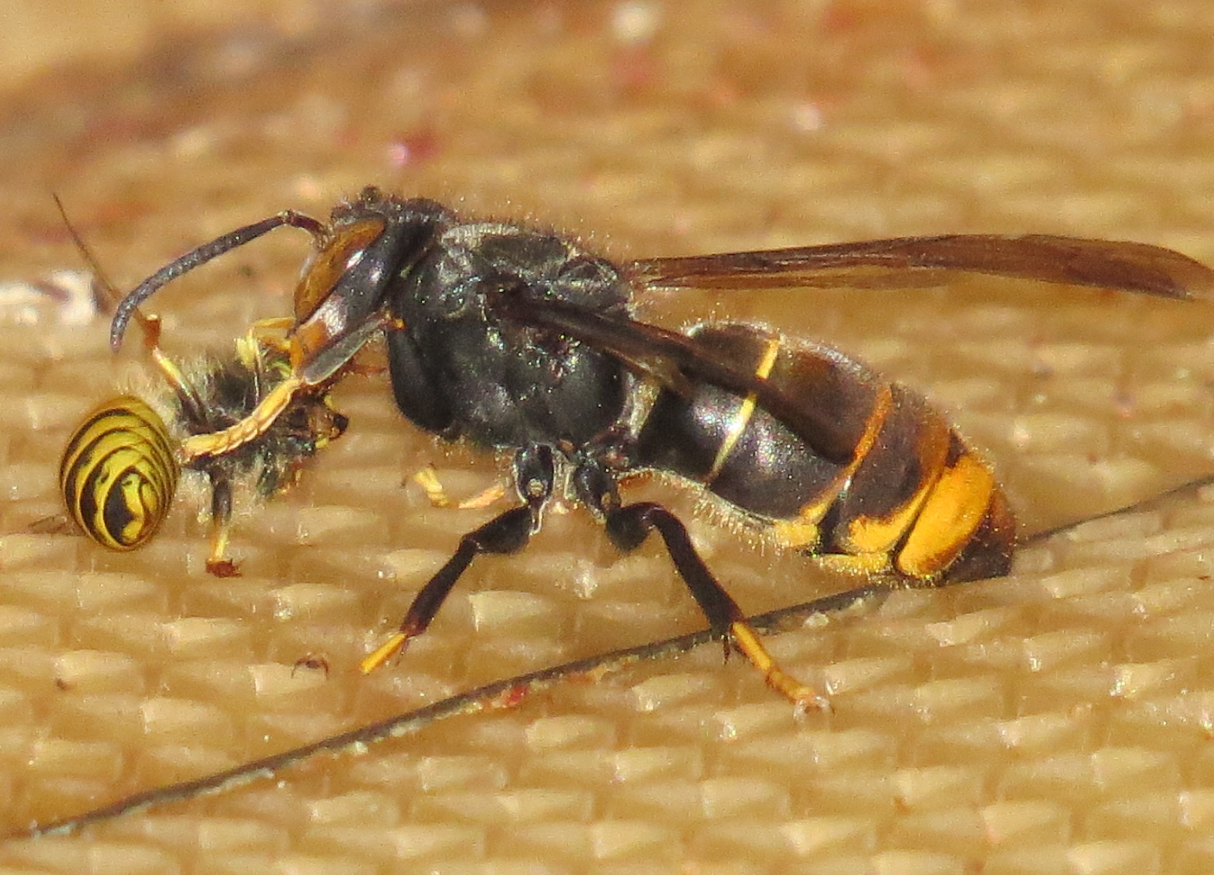 Nancy frelon asiatique