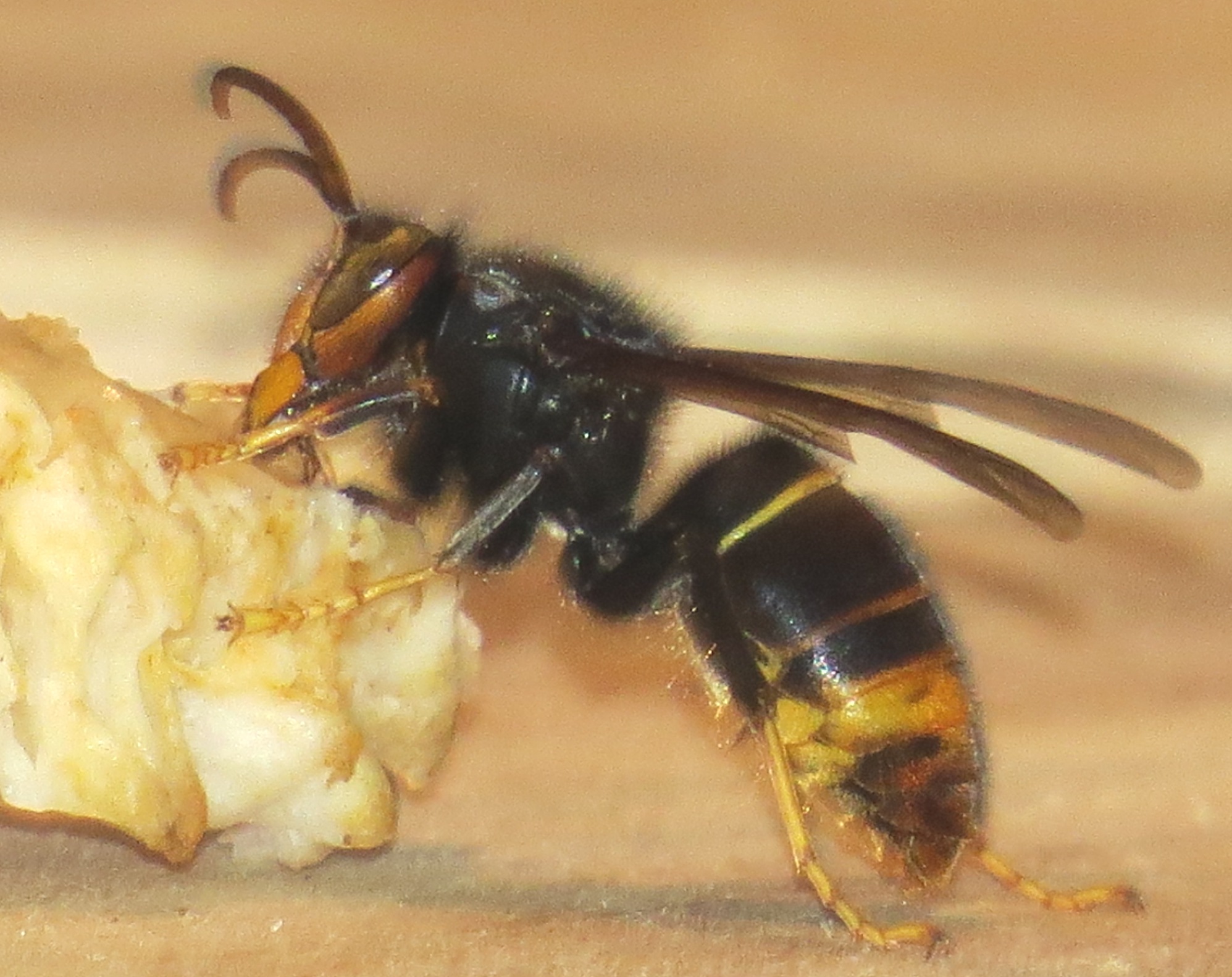 Frelons asiatiques de Londres