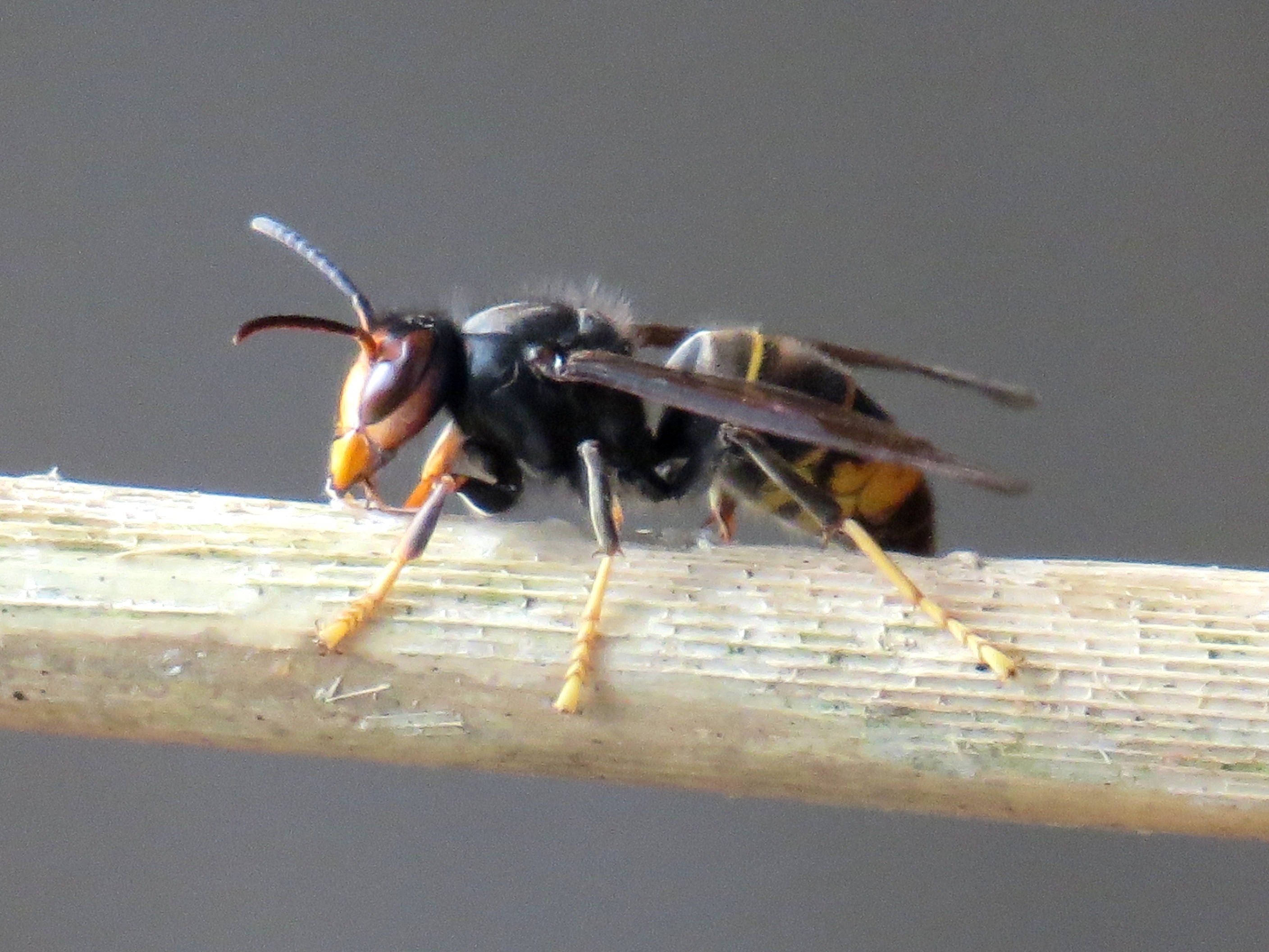 Vespa velutina DIJON