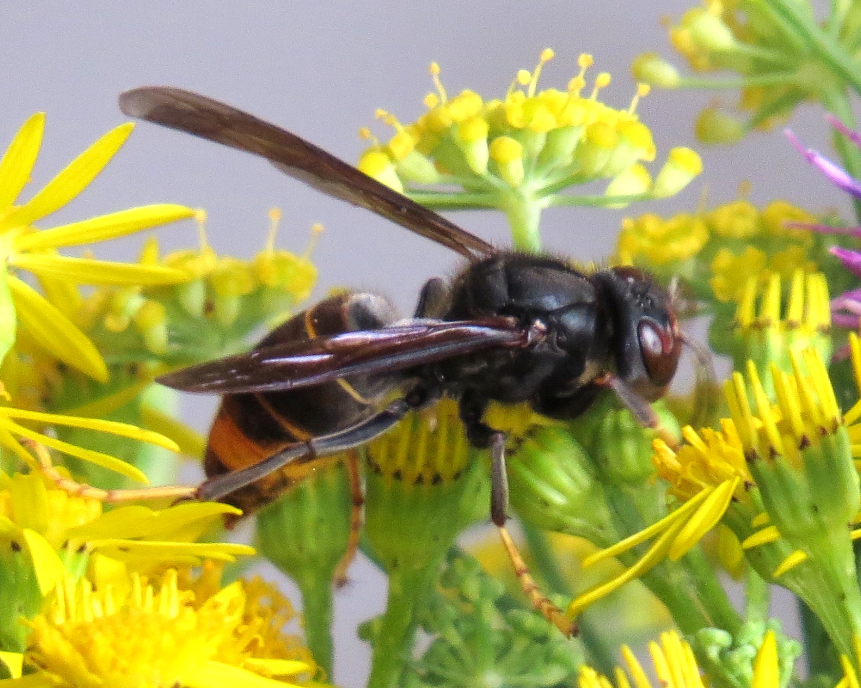 Asian hornet Cambridge