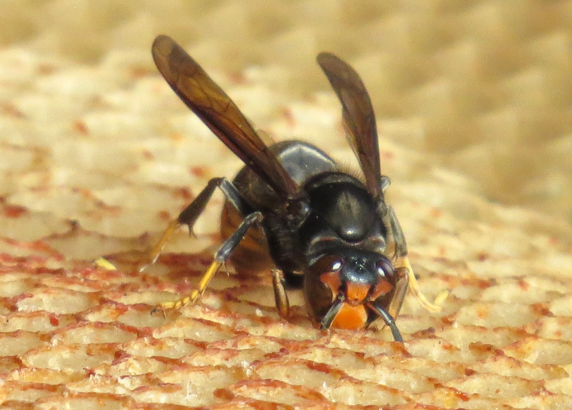 un frelon dans une ruche