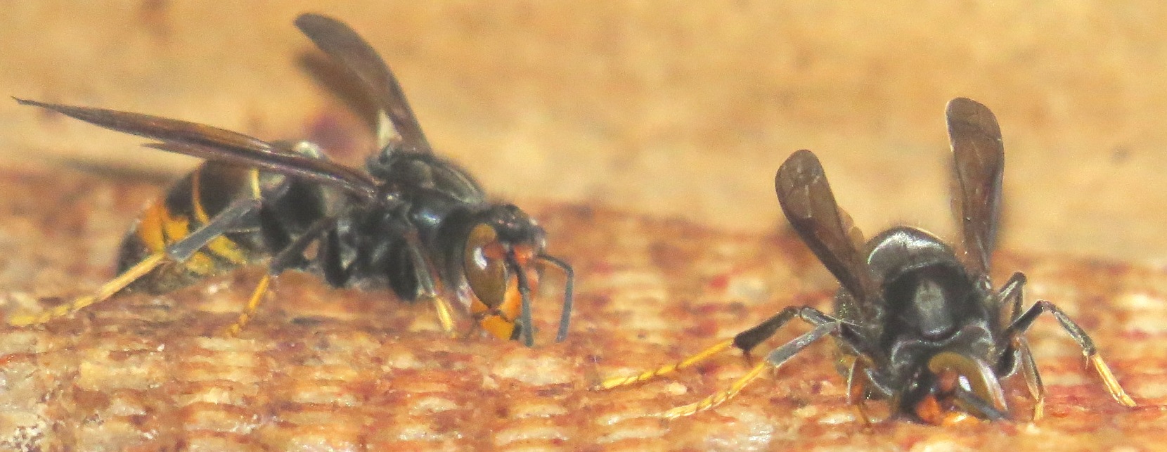 Asian hornet Deutchland