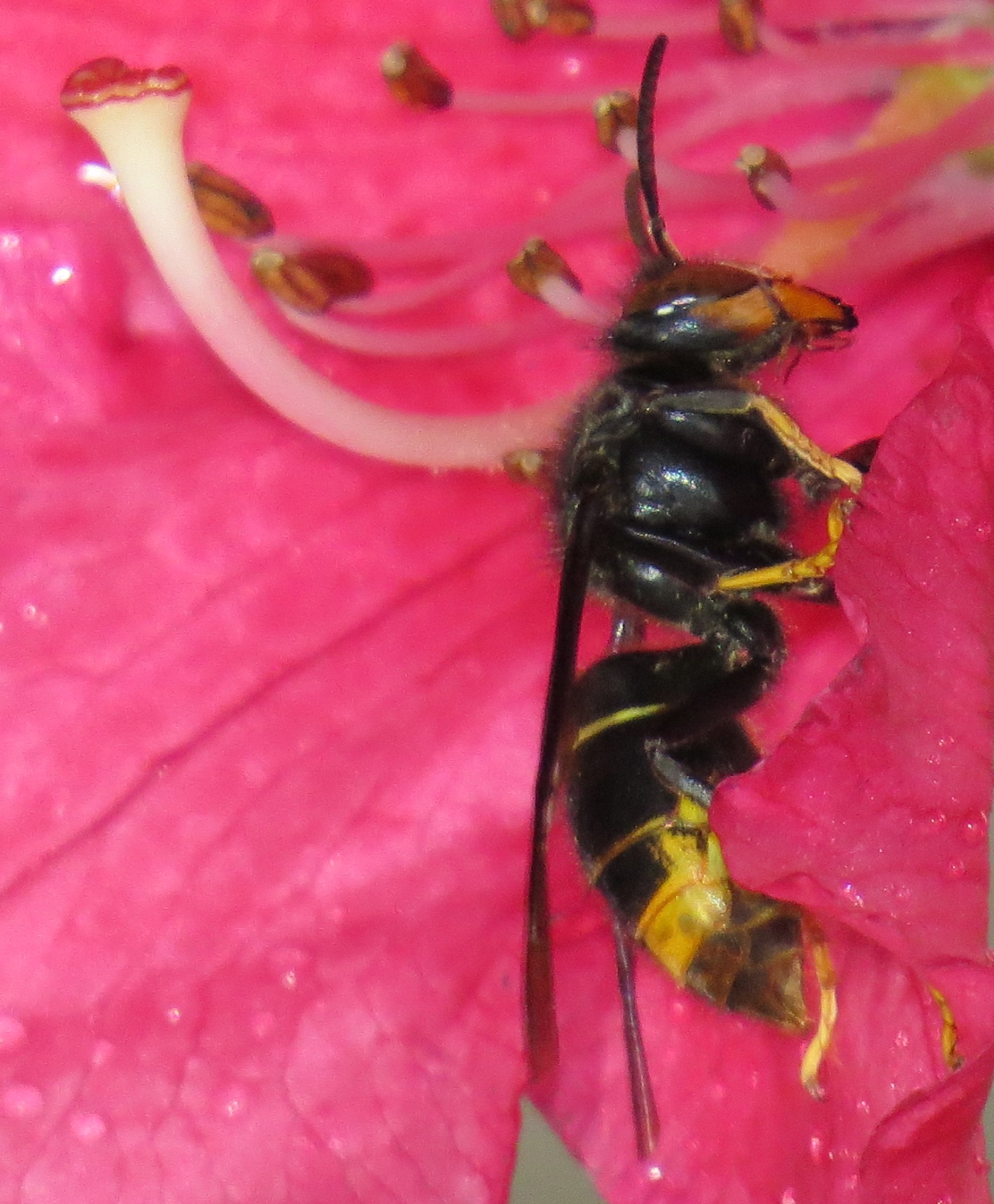 Corse Casevecchiei frelon asiatique