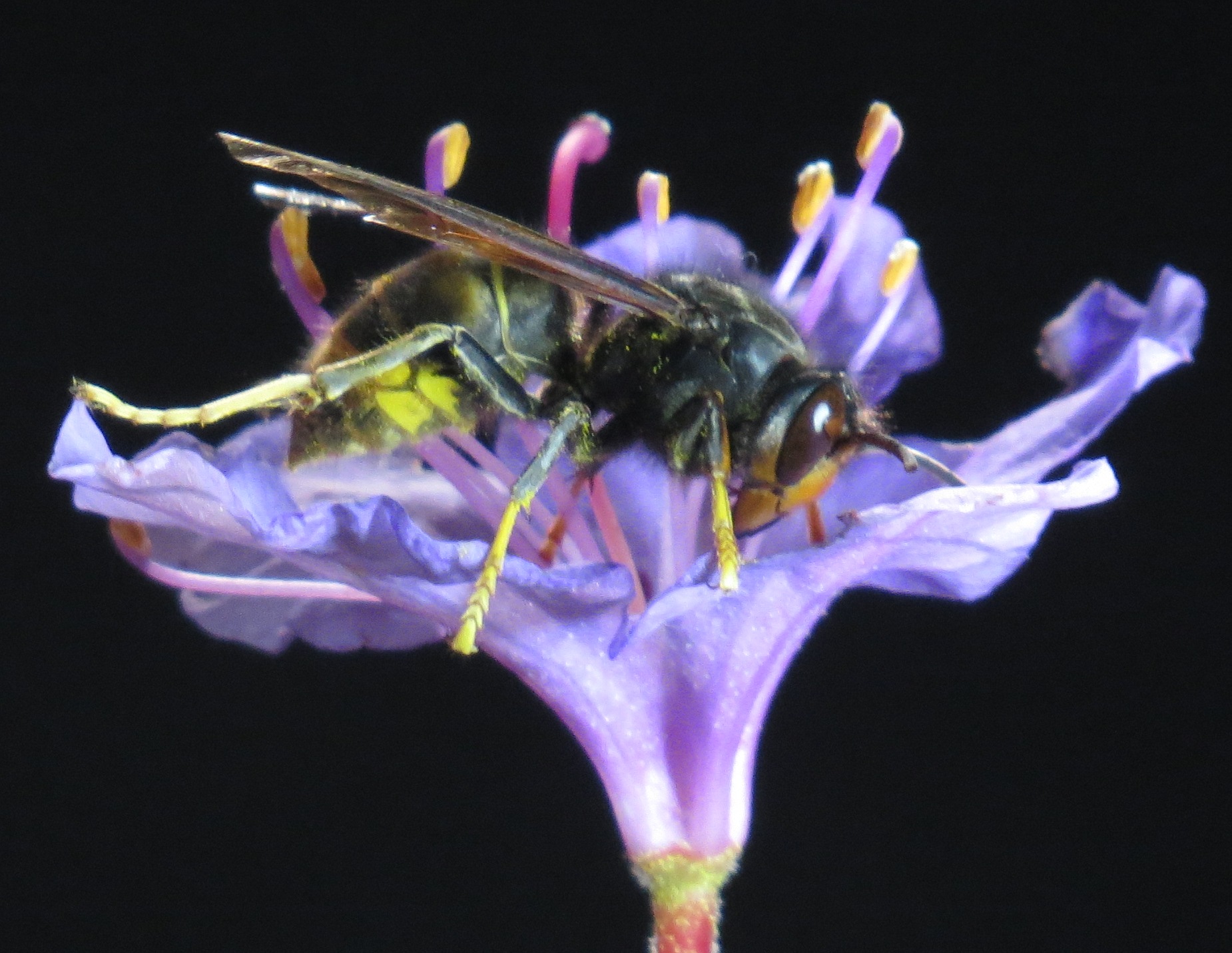 Frelon asiatique Bastia Corse